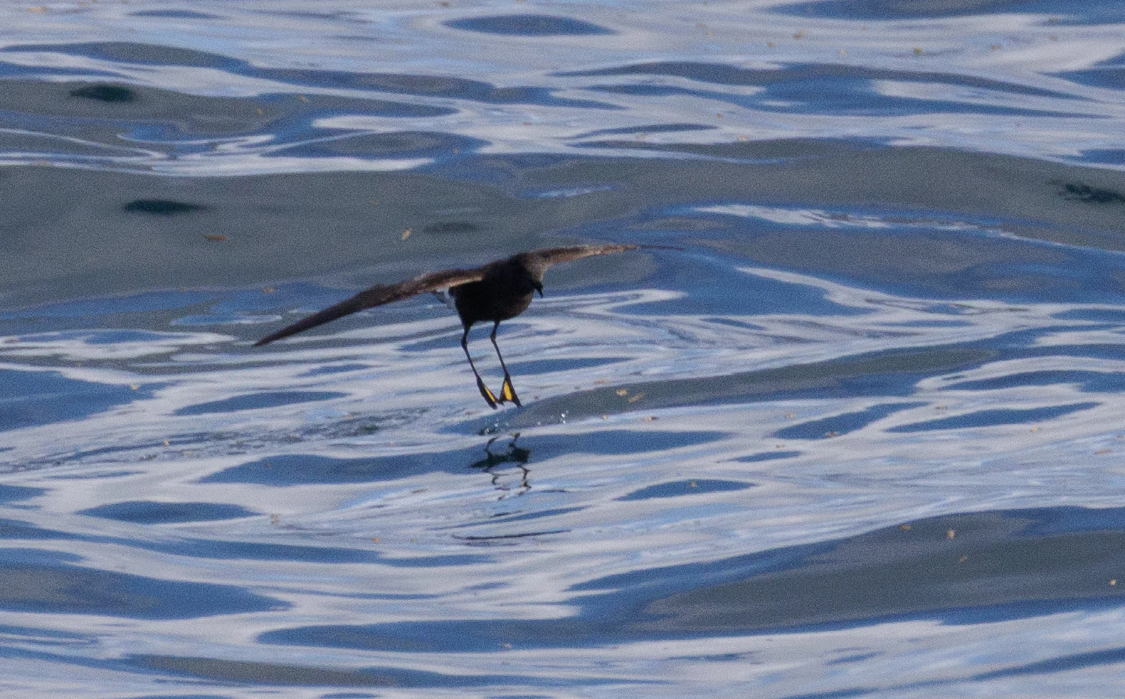 European Storm Petrel, Cornwall, UK — photo by Orlando Prugel-Bennett