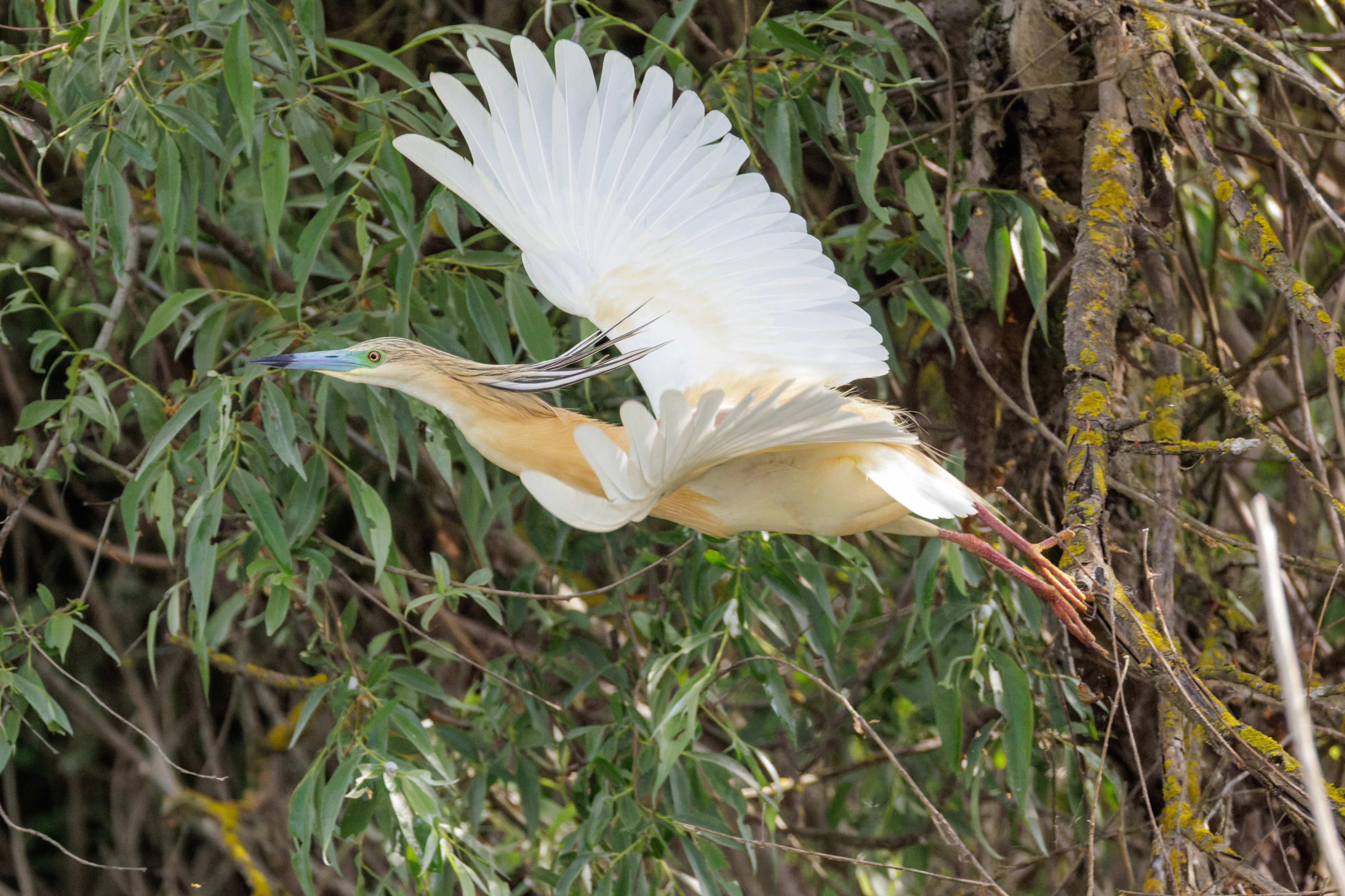 Squacco Heron, Danube Delta, Romania — photo by Orlando Prugel-Bennett
