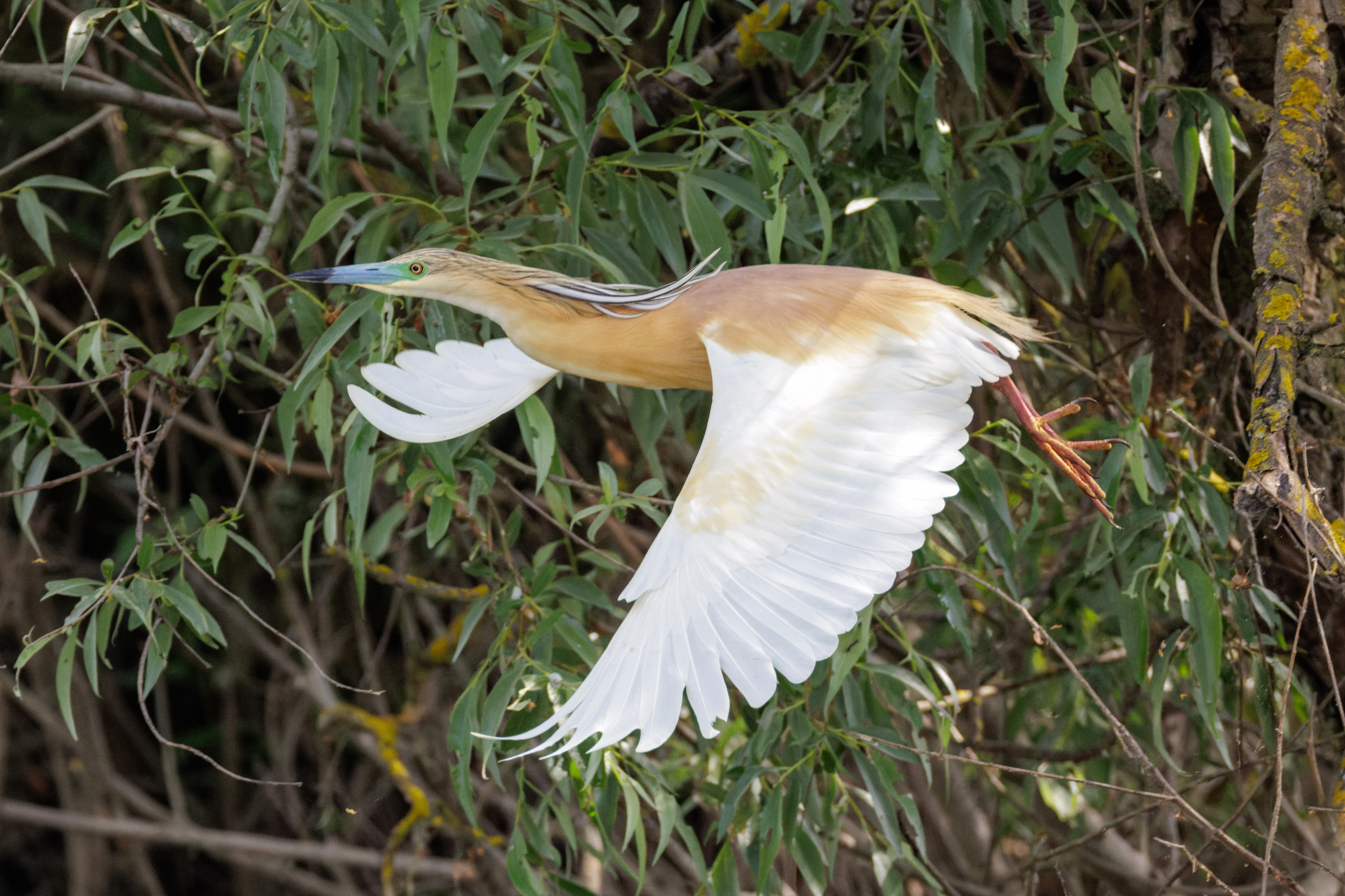 Squacco Heron, Danube Delta, Romania — photo by Orlando Prugel-Bennett