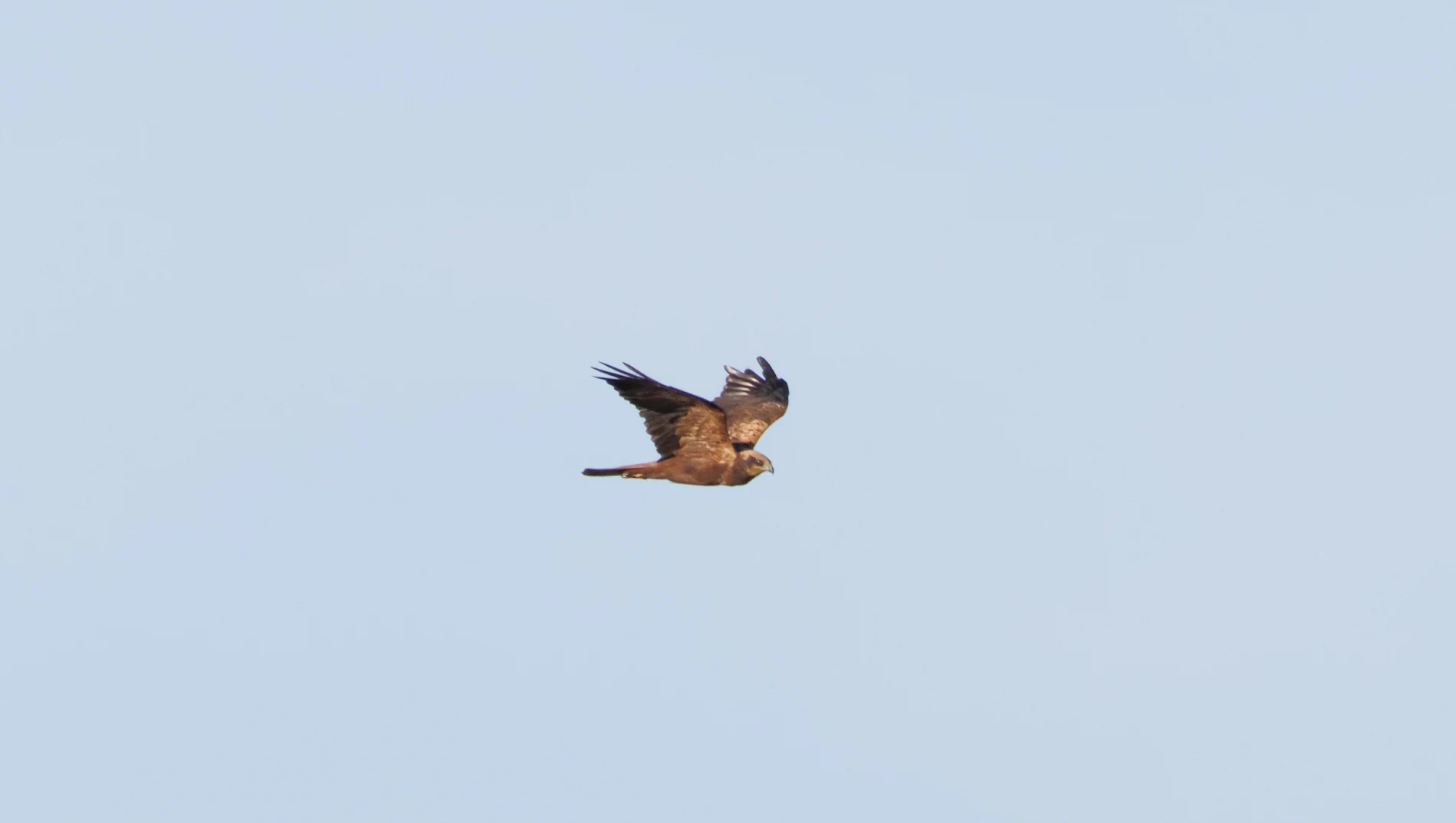 Western Marsh Harrier, El Hondo, Alicante, Spain — photo by Orlando Prugel-Bennett