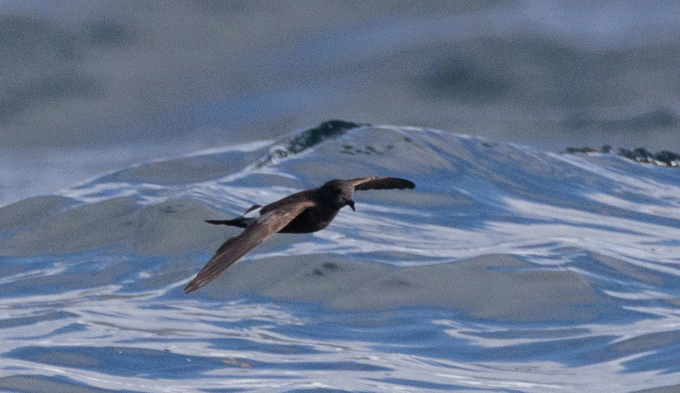 Sooty Shearwater, Cornwall, UK — photo by Orlando Prugel-Bennett