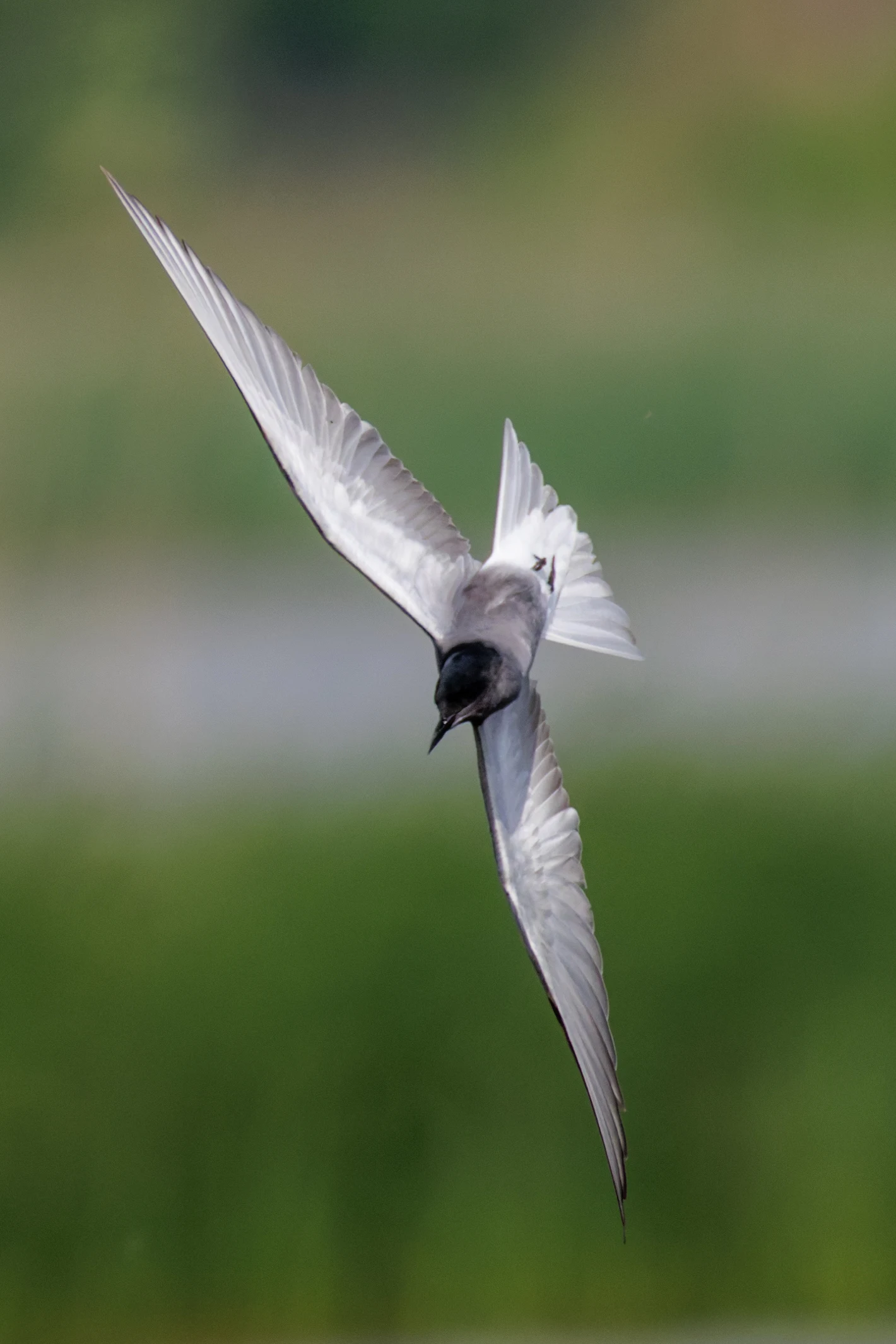 Black Tern, Romania — photo by Orlando Prugel-Bennett