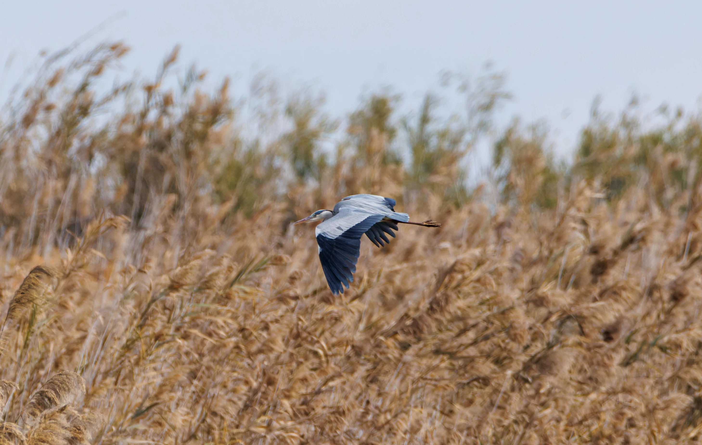 Grey Heron, El Hondo, Spain — photo by Orlando Prugel-Bennett