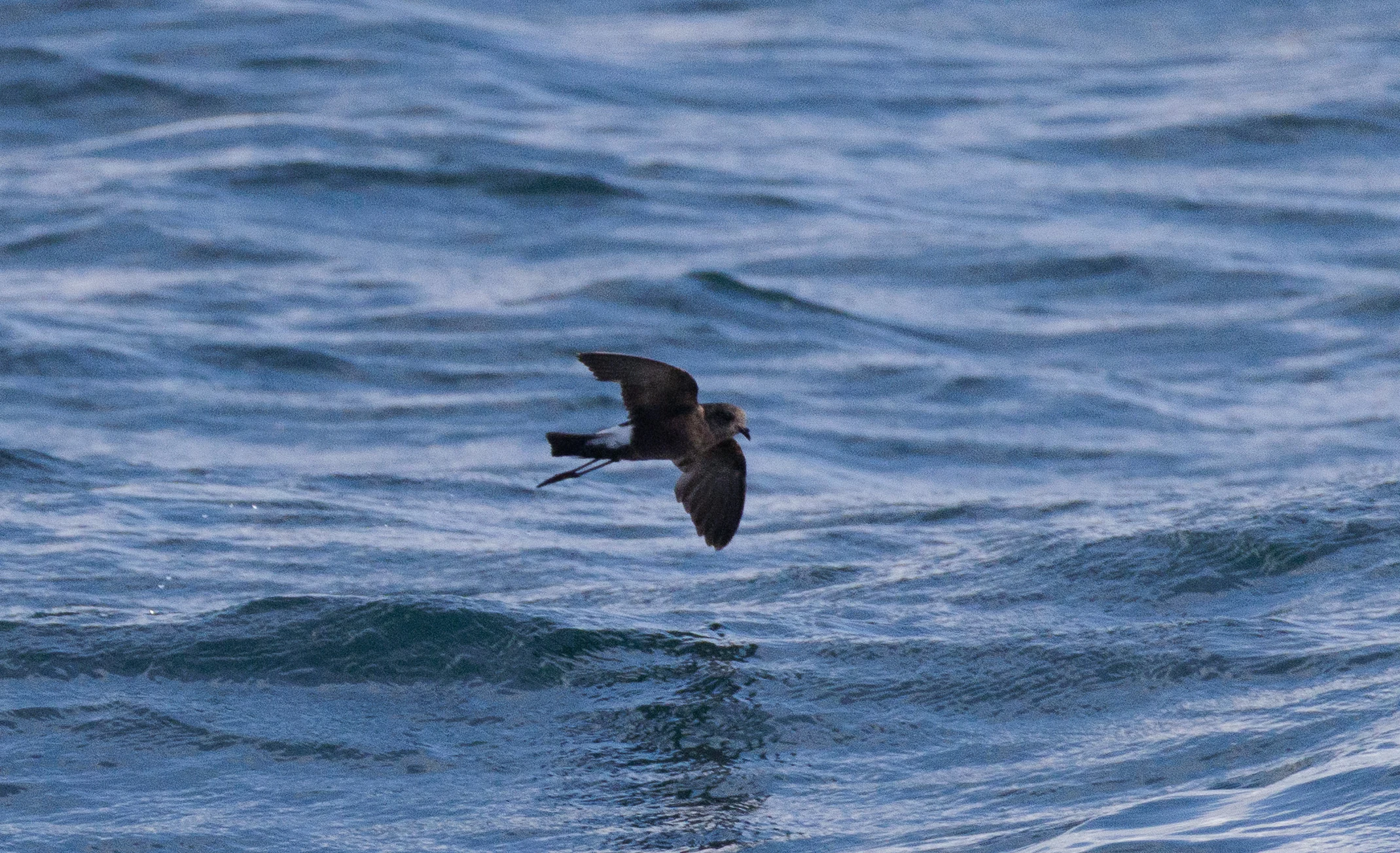European Storm Petrel, Cornwall, UK — photo by Orlando Prugel-Bennett