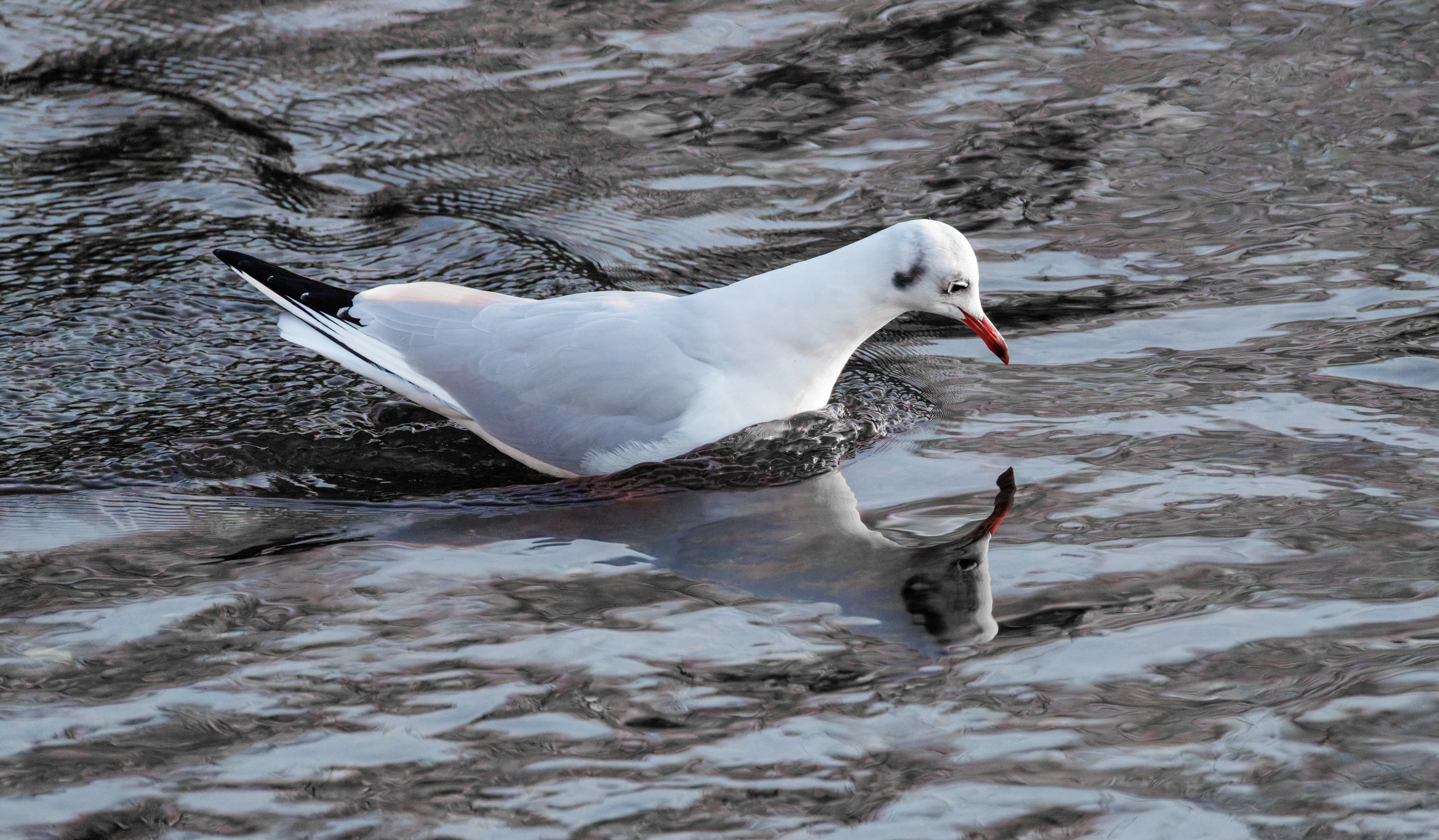 Black-headed Gull, Eling, Hampshire, UK — photo by Orlando Prugel-Bennett