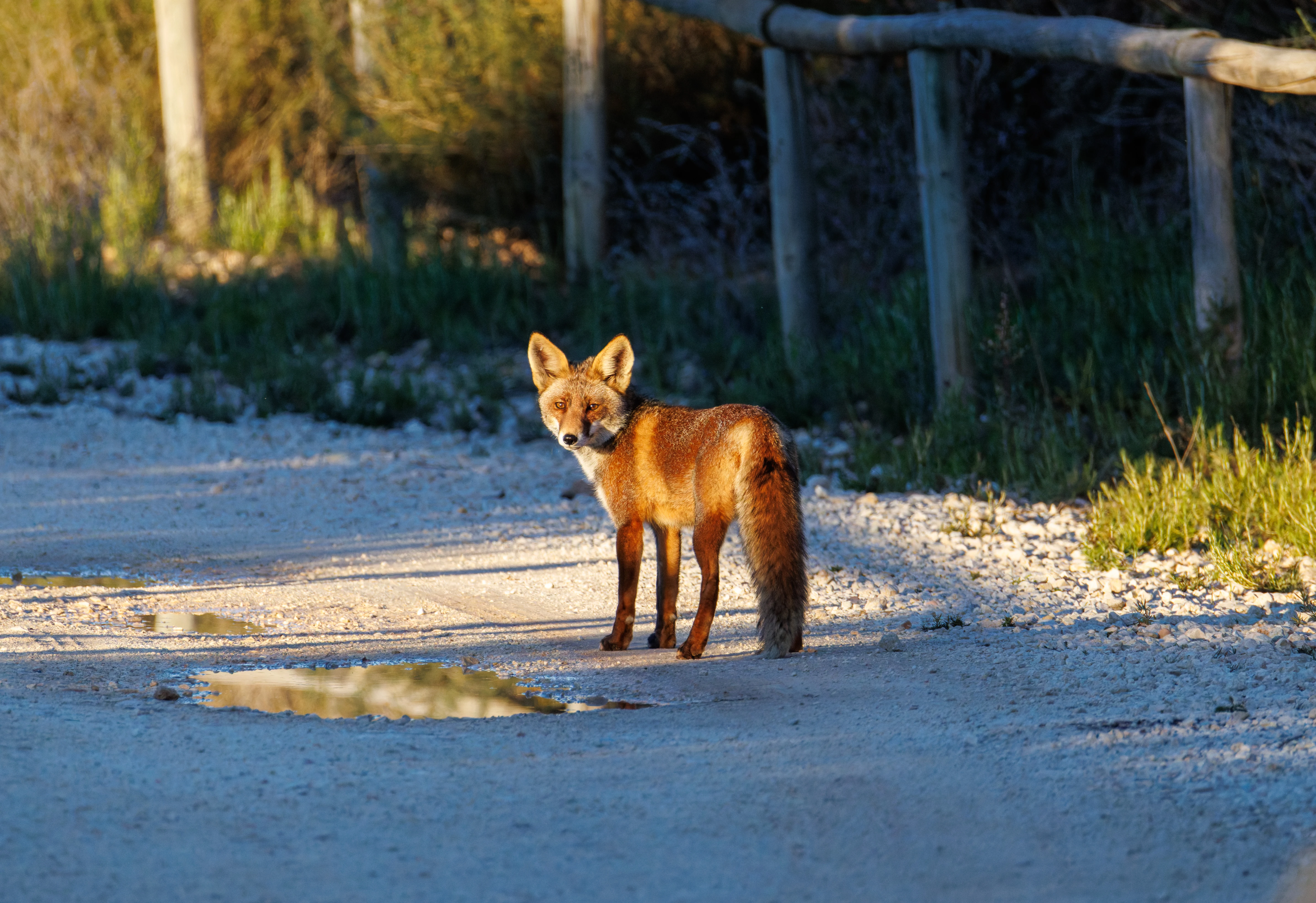 Red Fox, Clot De Galvany, Alicante, Spain — photo by Orlando Prugel-Bennett