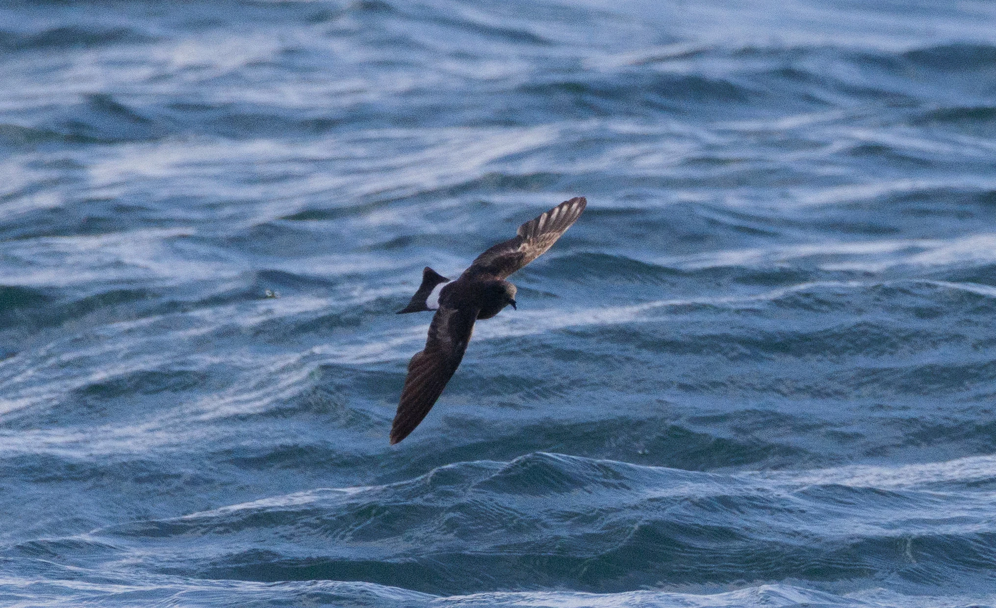 Sooty Shearwater, Cornwall, UK — photo by Orlando Prugel-Bennett