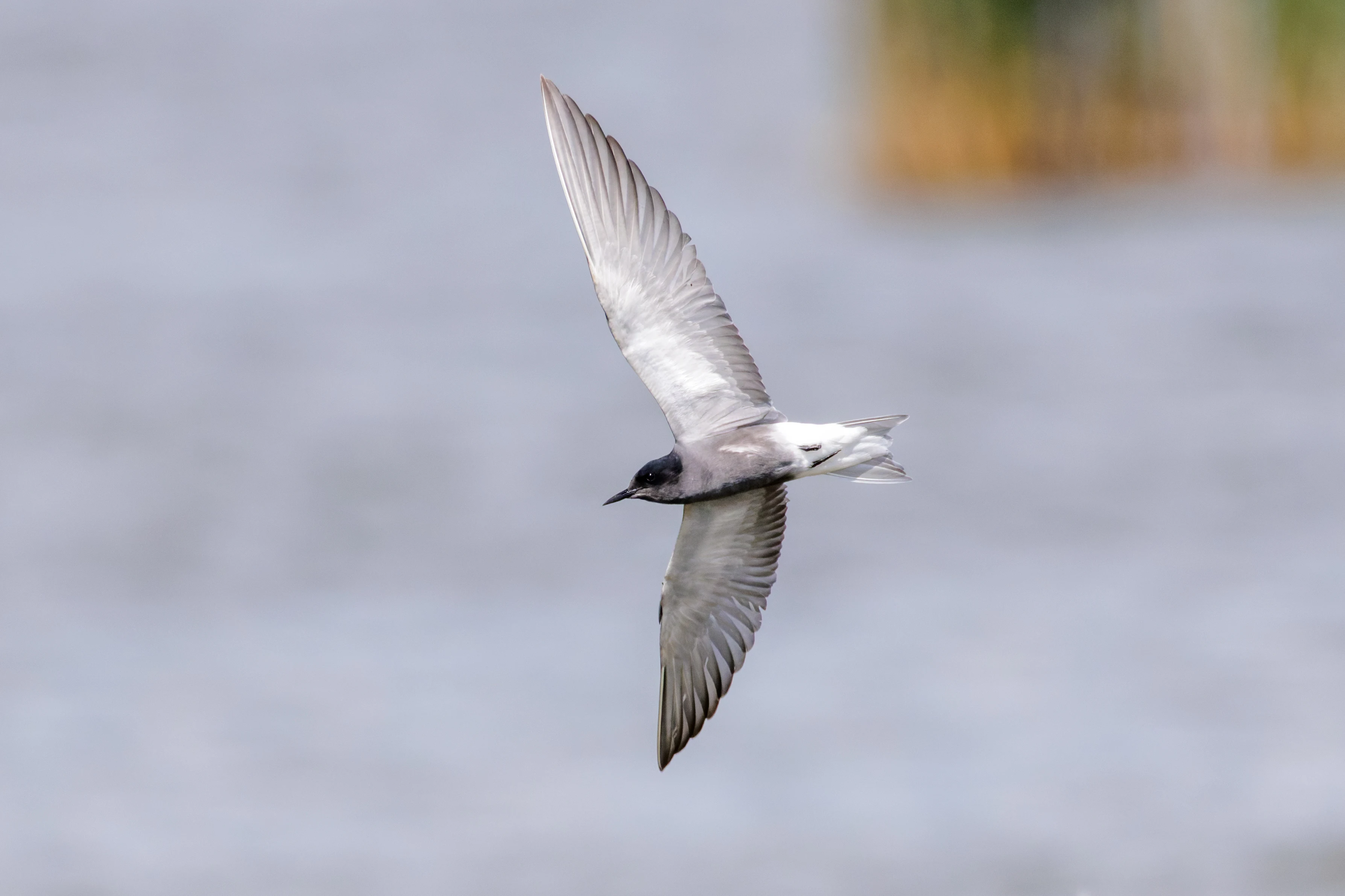 Black Tern, Romania — photo by Orlando Prugel-Bennett