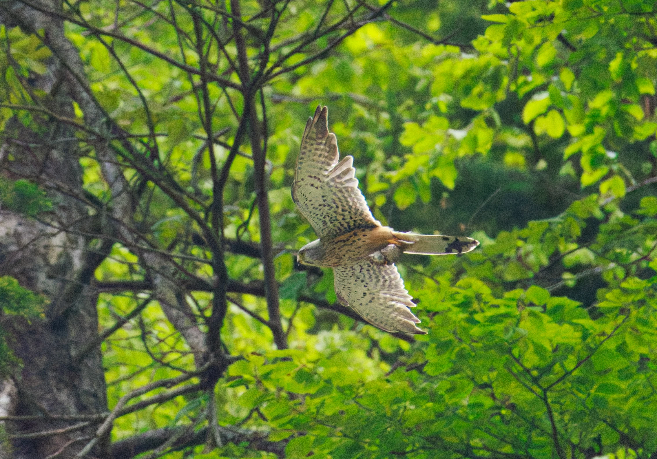 Common Kestrel, Transylvania, Romania — photo by Orlando Prugel-Bennett