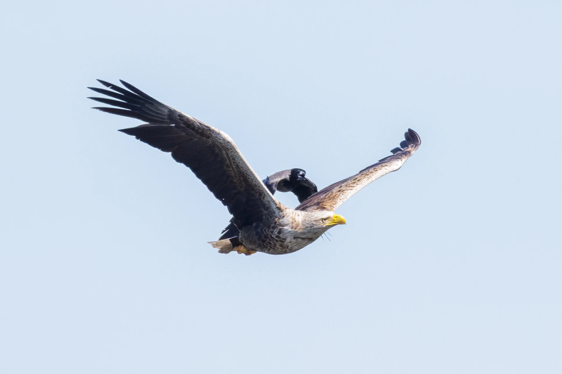 White-tailed Eagle, Danube Delta, Romania — photo by Orlando Prugel-Bennett