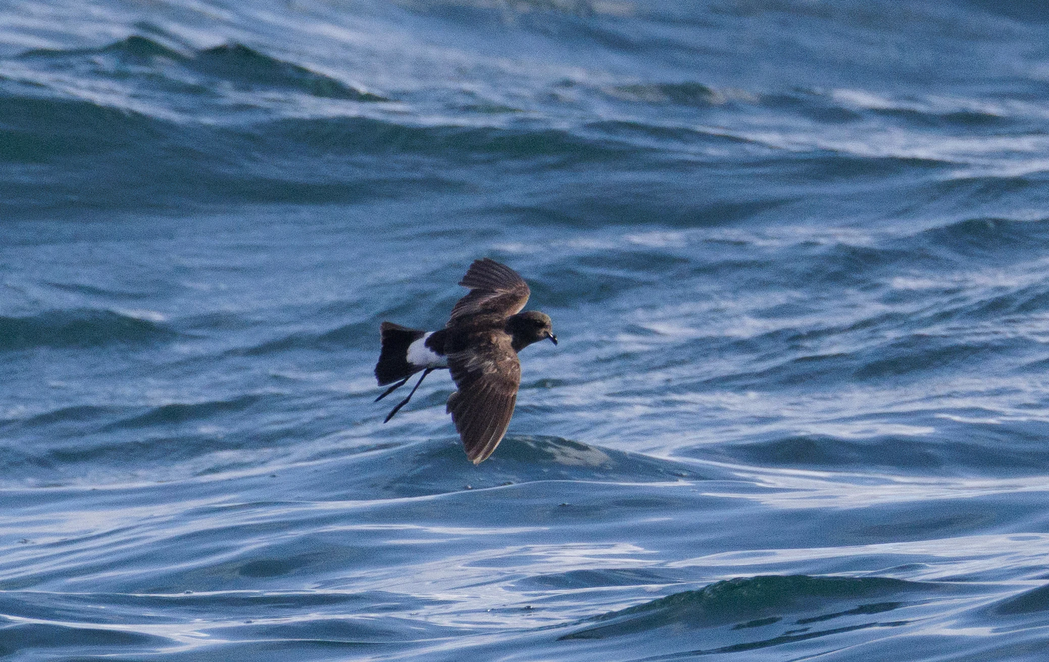 Leach's Storm Petrel, Cornwall, UK — photo by Orlando Prugel-Bennett