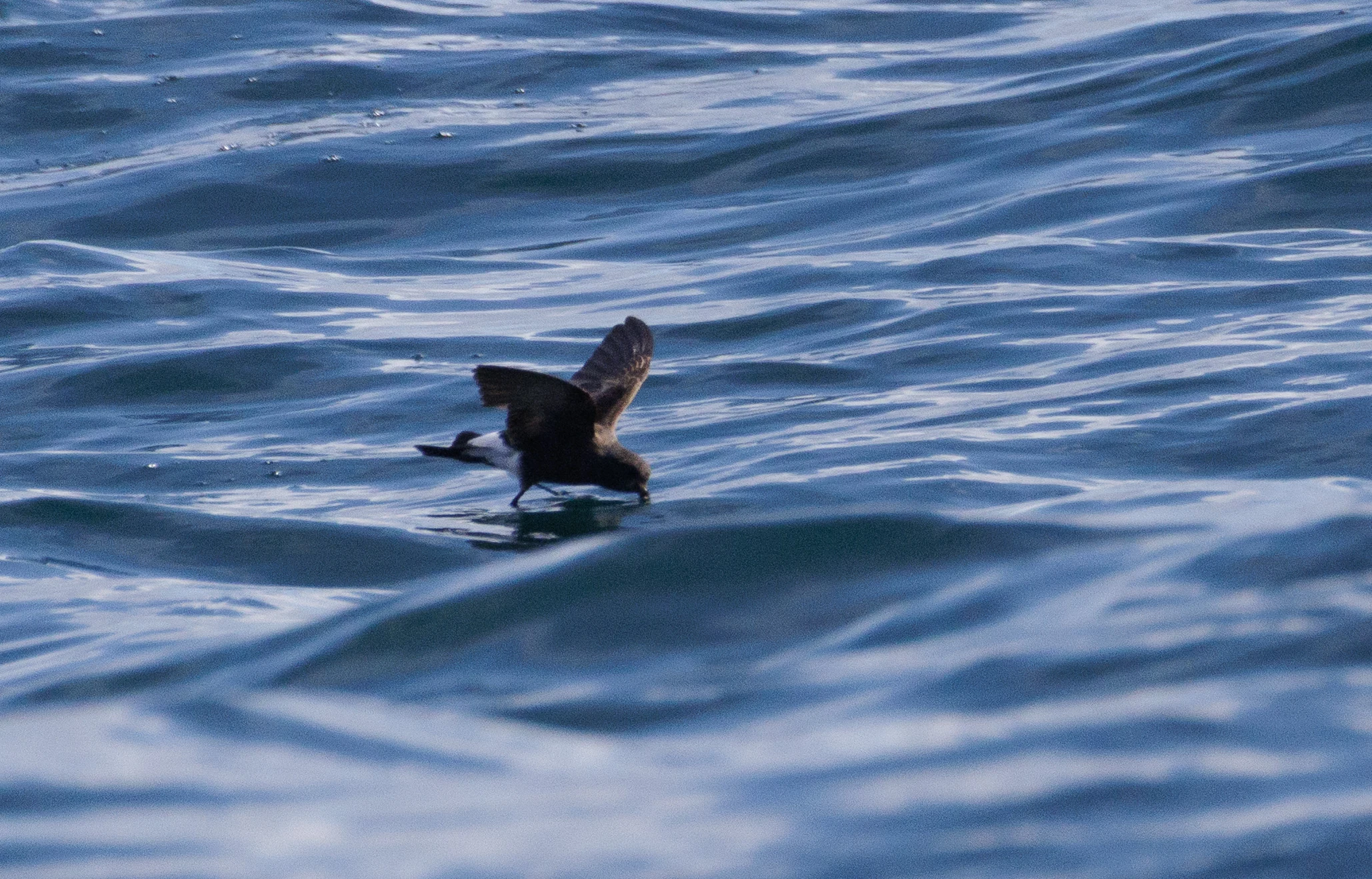 European Shag, Cornwall, UK — photo by Orlando Prugel-Bennett