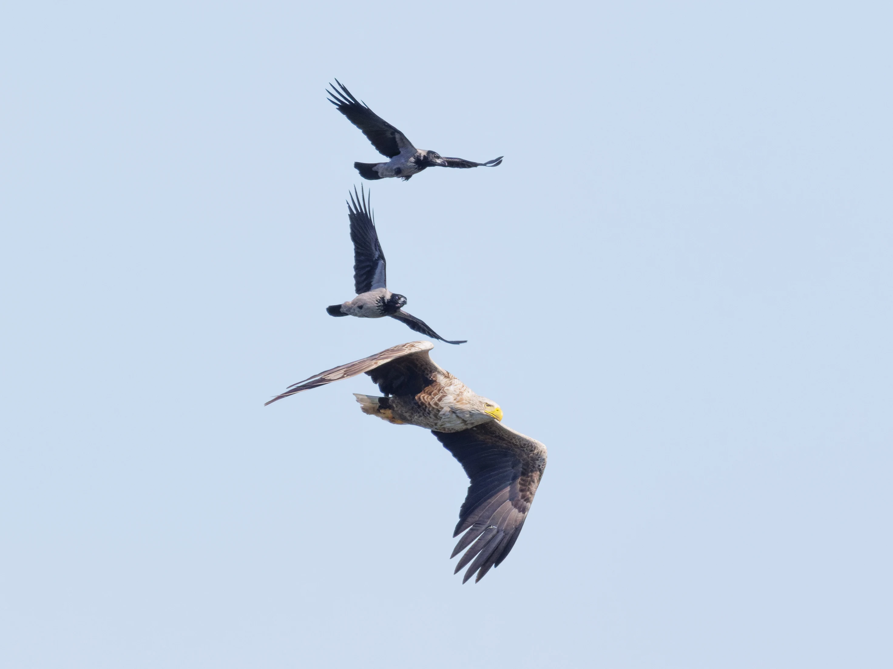 White-tailed Eagle and Hooded Crows, Danube Delta, Romania — photo by Orlando Prugel-Bennett