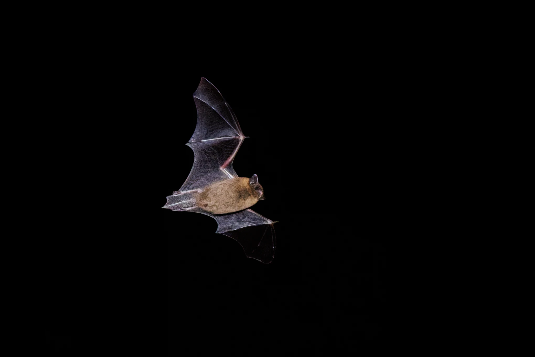 Common Pipistrelle, Eling, Hampshire, UK — photo by Orlando Prugel-Bennett