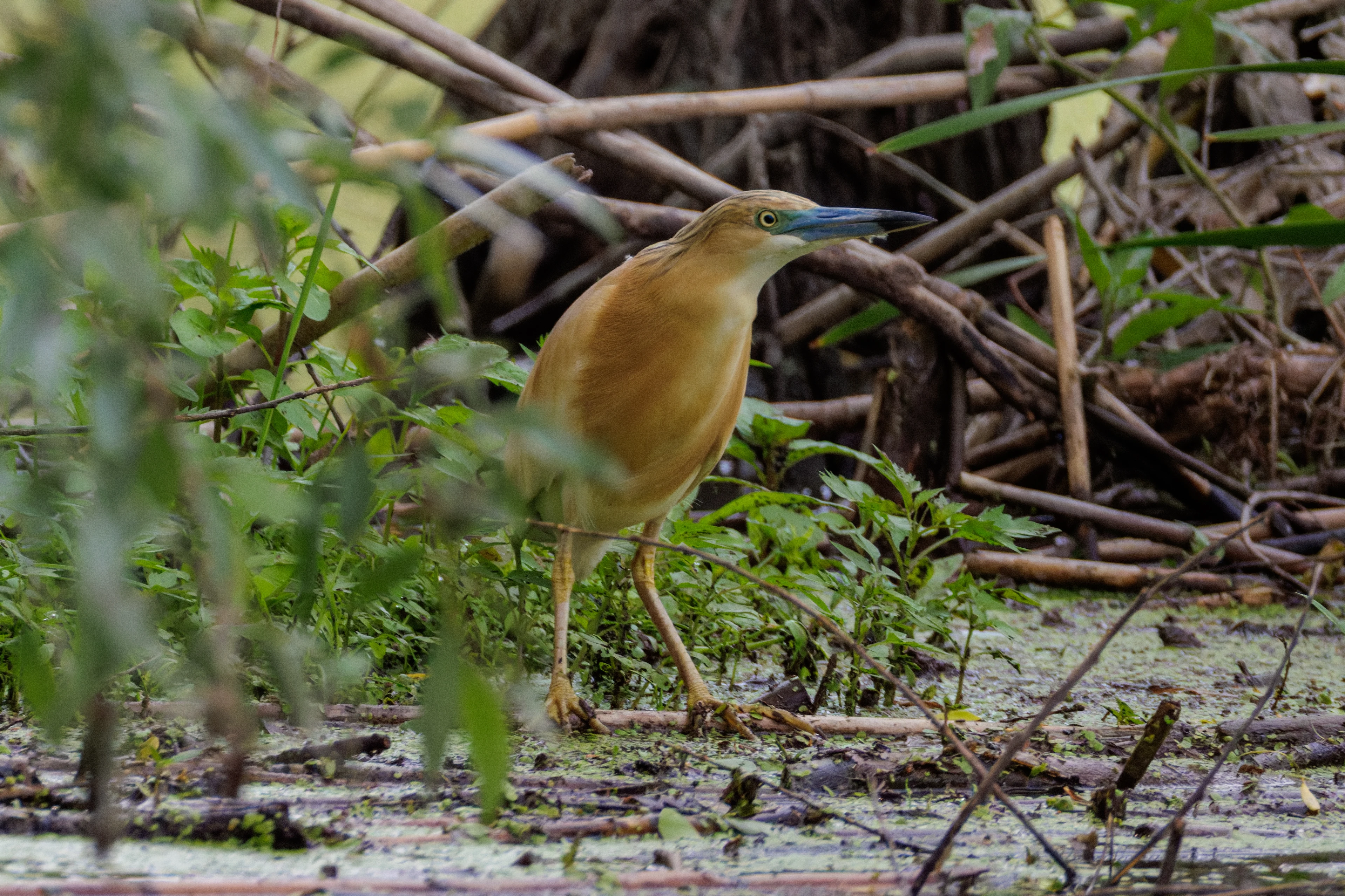Squacco Heron, Danube Delta, Romania — photo by Orlando Prugel-Bennett