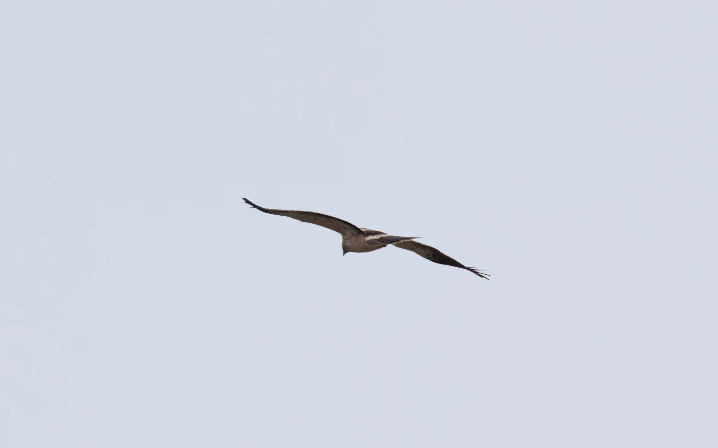 Booted Eagle, El Hondo, Spain — photo by Orlando Prugel-Bennett