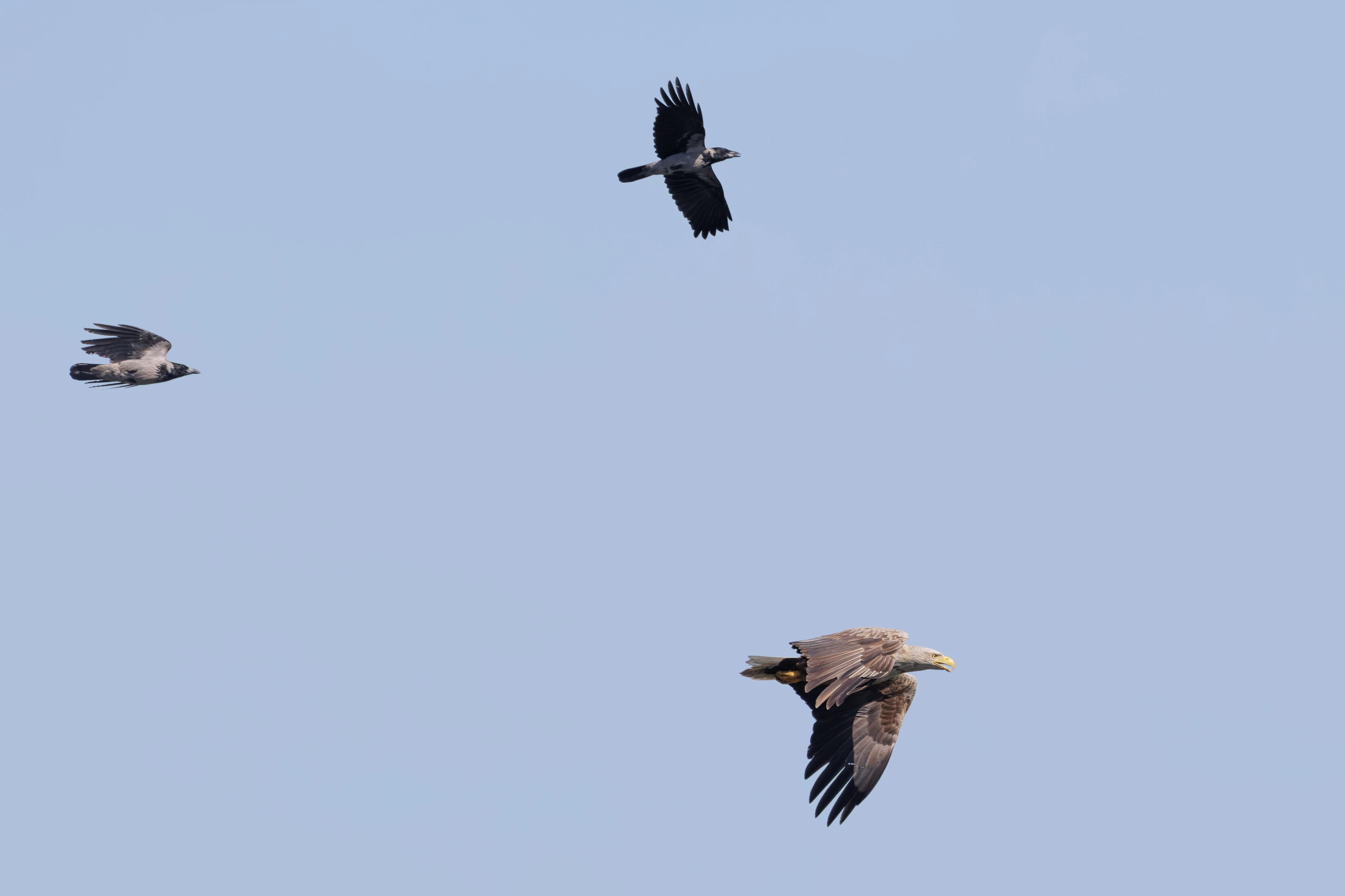 White-tailed Eagle and Hooded Crows in flight, Danube Delta, Romania — photo by Orlando Prugel-Bennett