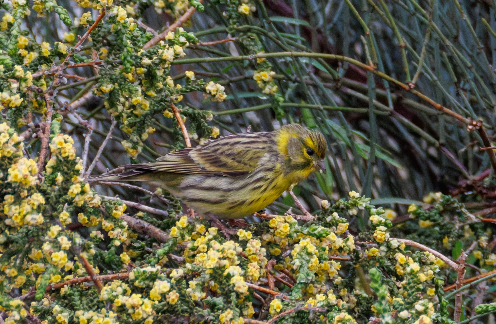 European Serin, Clot de Galvany, Alicante, Spain — photo by Orlando Prugel-Bennett