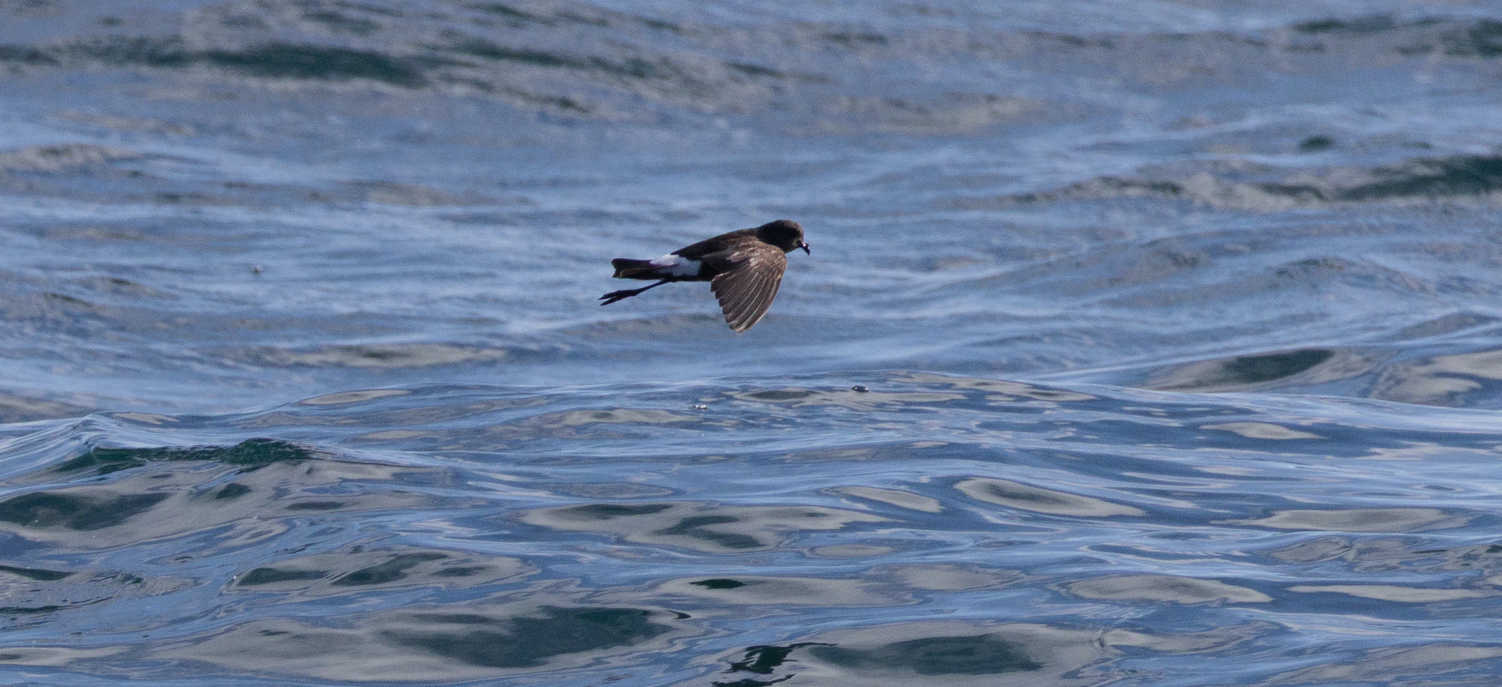 European Storm Petrel, Cornwall, UK — photo by Orlando Prugel-Bennett