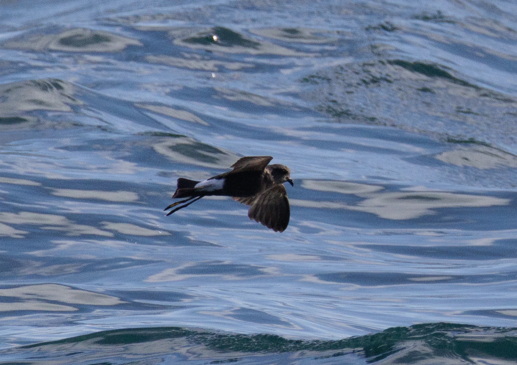 European Storm Petrel, Cornwall, UK — photo by Orlando Prugel-Bennett