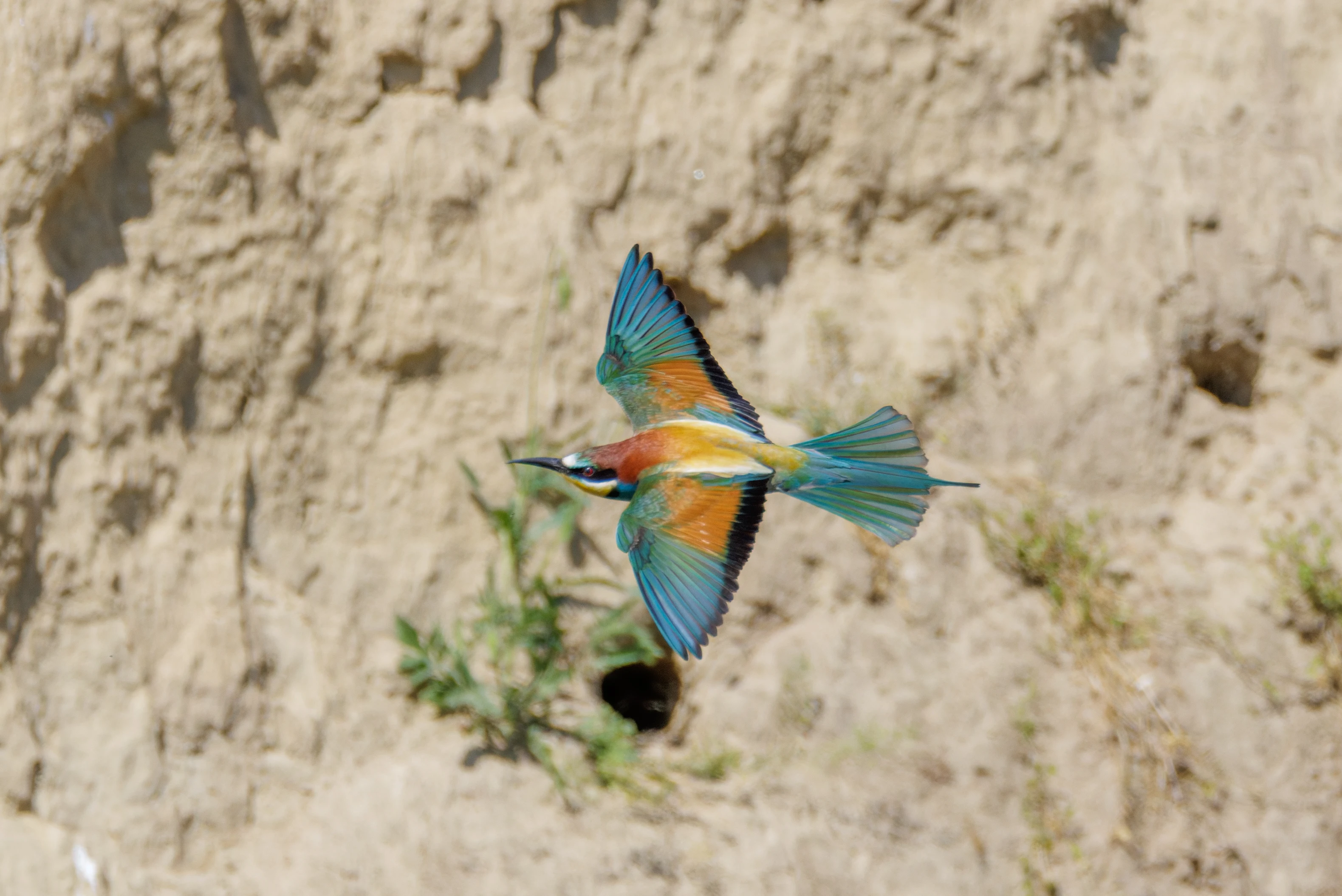 European Bee-eater in flight, Romanian Steppe, Romania — photo by Orlando Prugel-Bennett