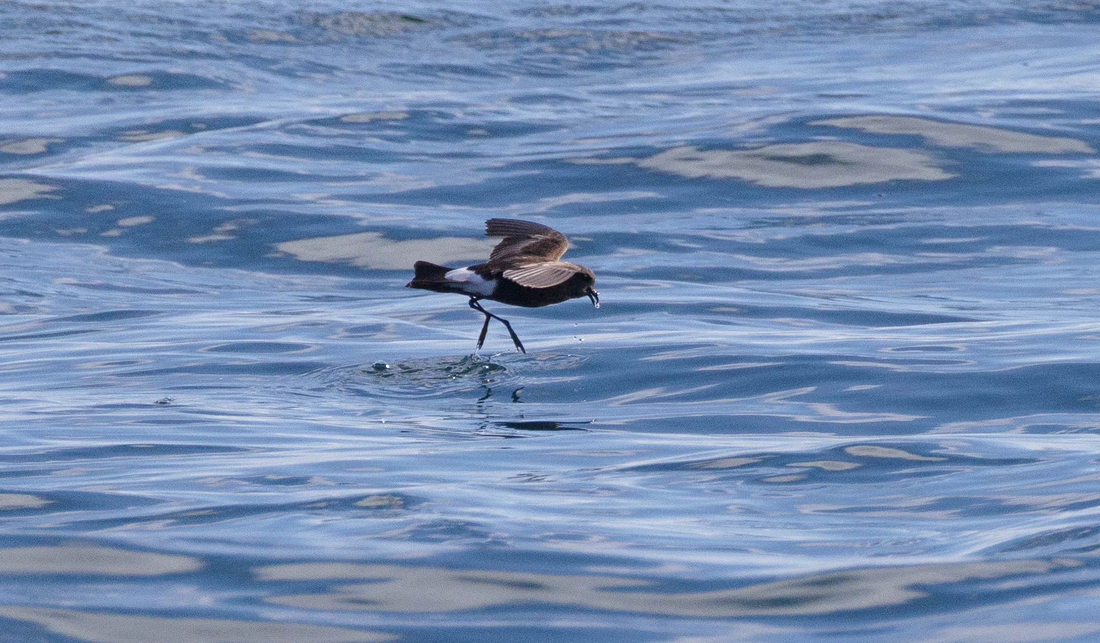 Red-necked Phalarope, Cornwall, UK — photo by Orlando Prugel-Bennett