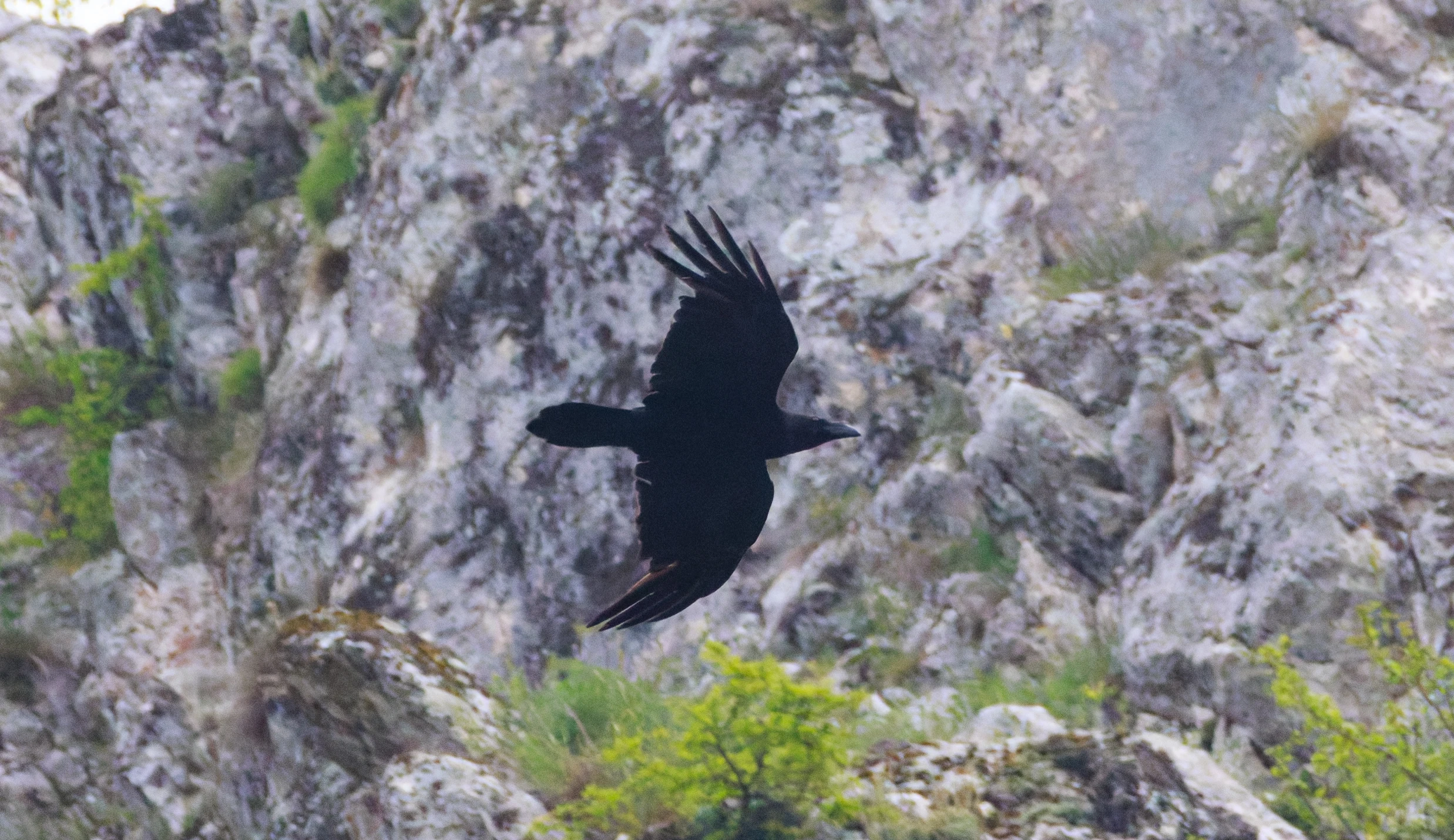 Common Raven, Transylvania, Romania — photo by Orlando Prugel-Bennett