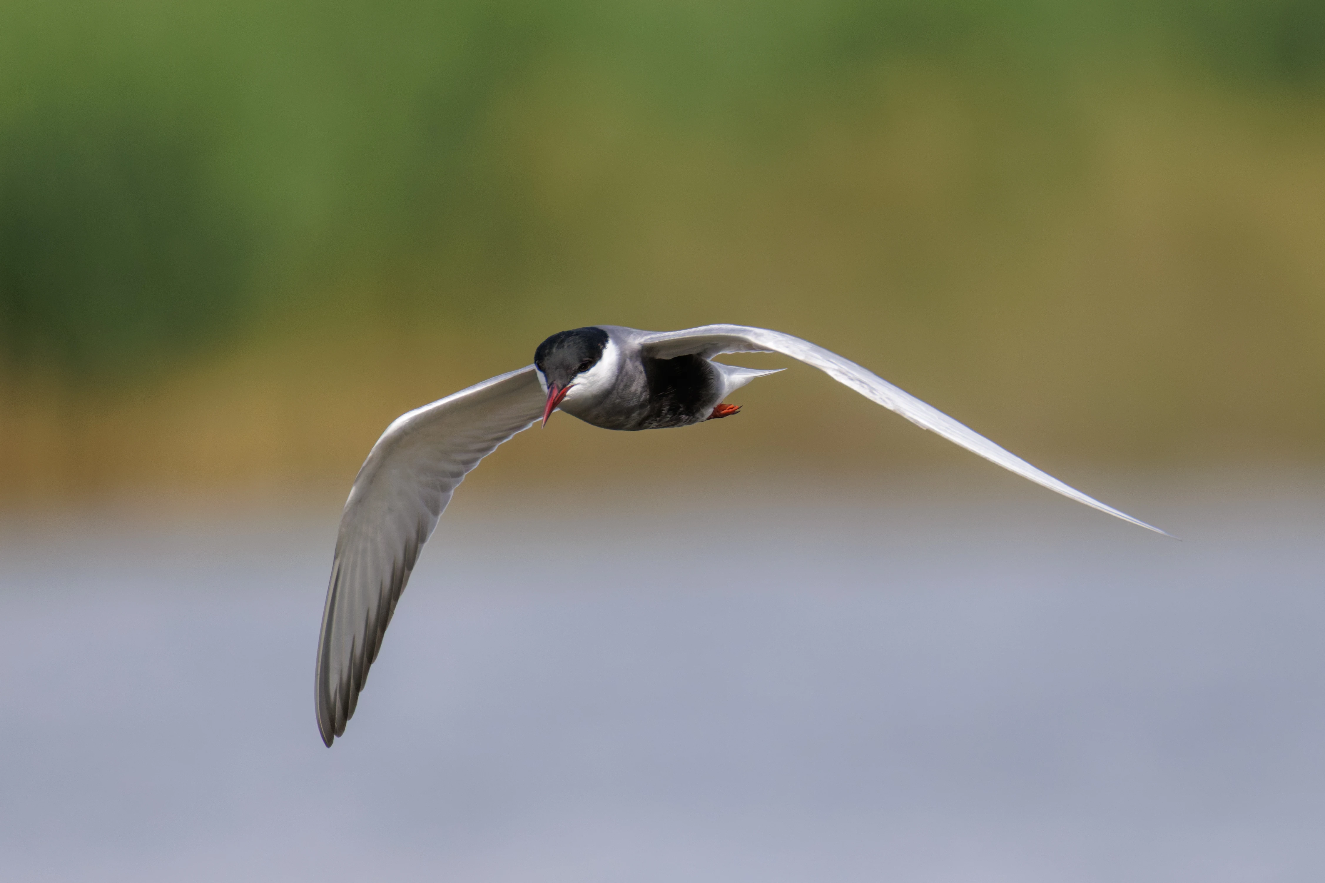Whiskered Tern, Romania — photo by Orlando Prugel-Bennett