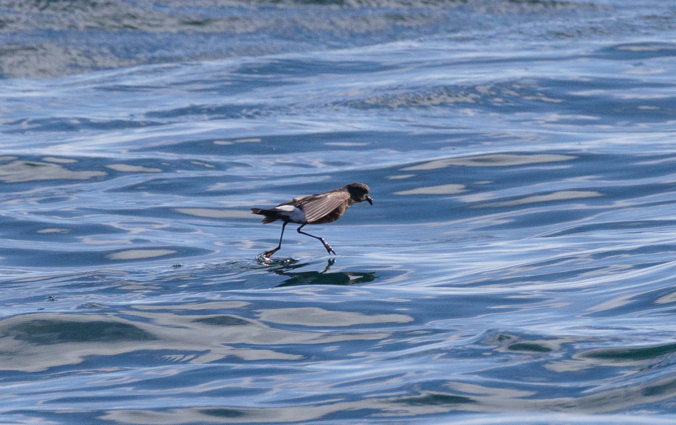 European Storm Petrel, Cornwall, UK — photo by Orlando Prugel-Bennett