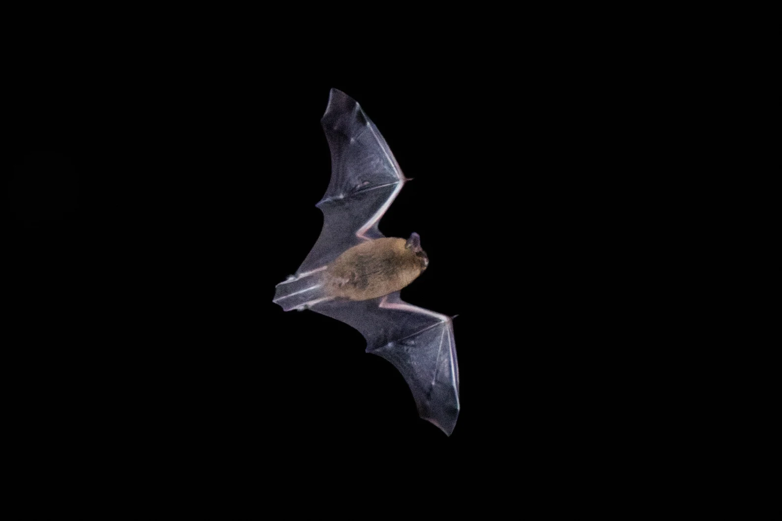 Common Pipistrelle, Eling, Hampshire, UK — photo by Orlando Prugel-Bennett