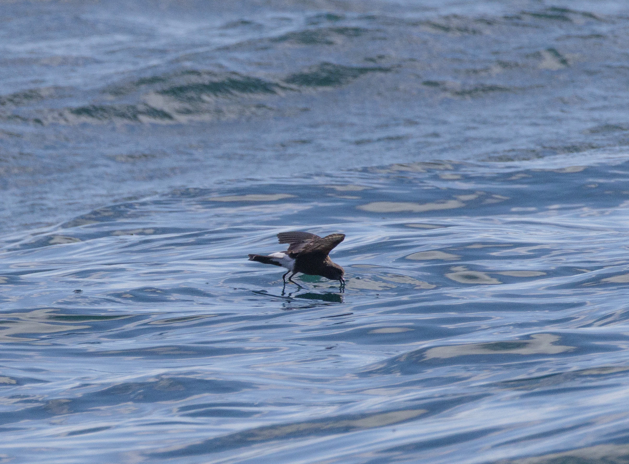 European Storm Petrel, Cornwall, UK — photo by Orlando Prugel-Bennett