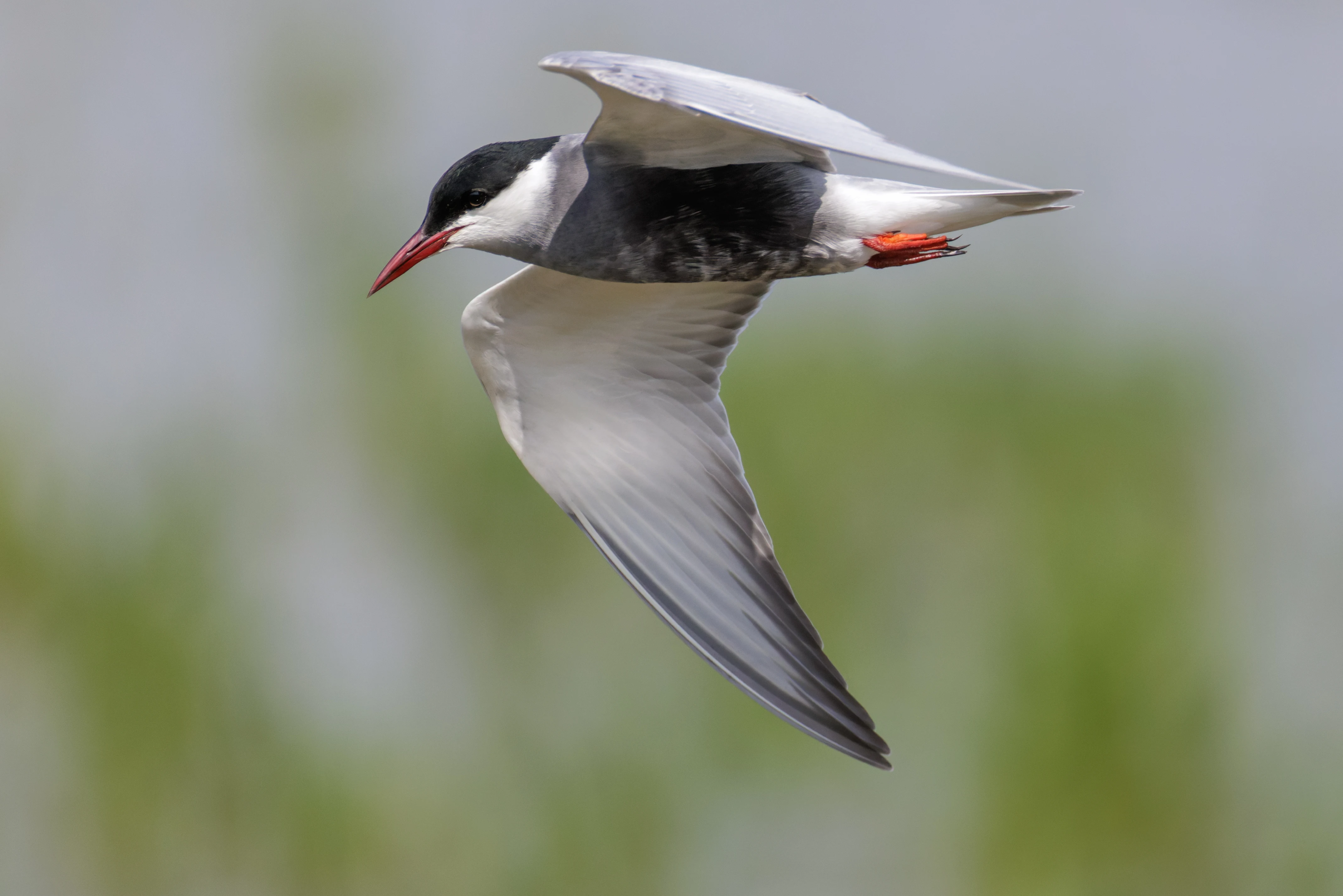 Whiskered Tern, Romania — photo by Orlando Prugel-Bennett