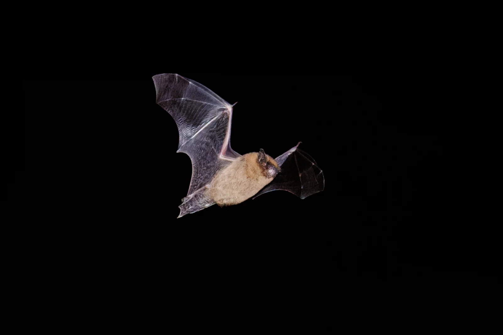 Common Pipistrelle, Eling, Hampshire, UK — photo by Orlando Prugel-Bennett