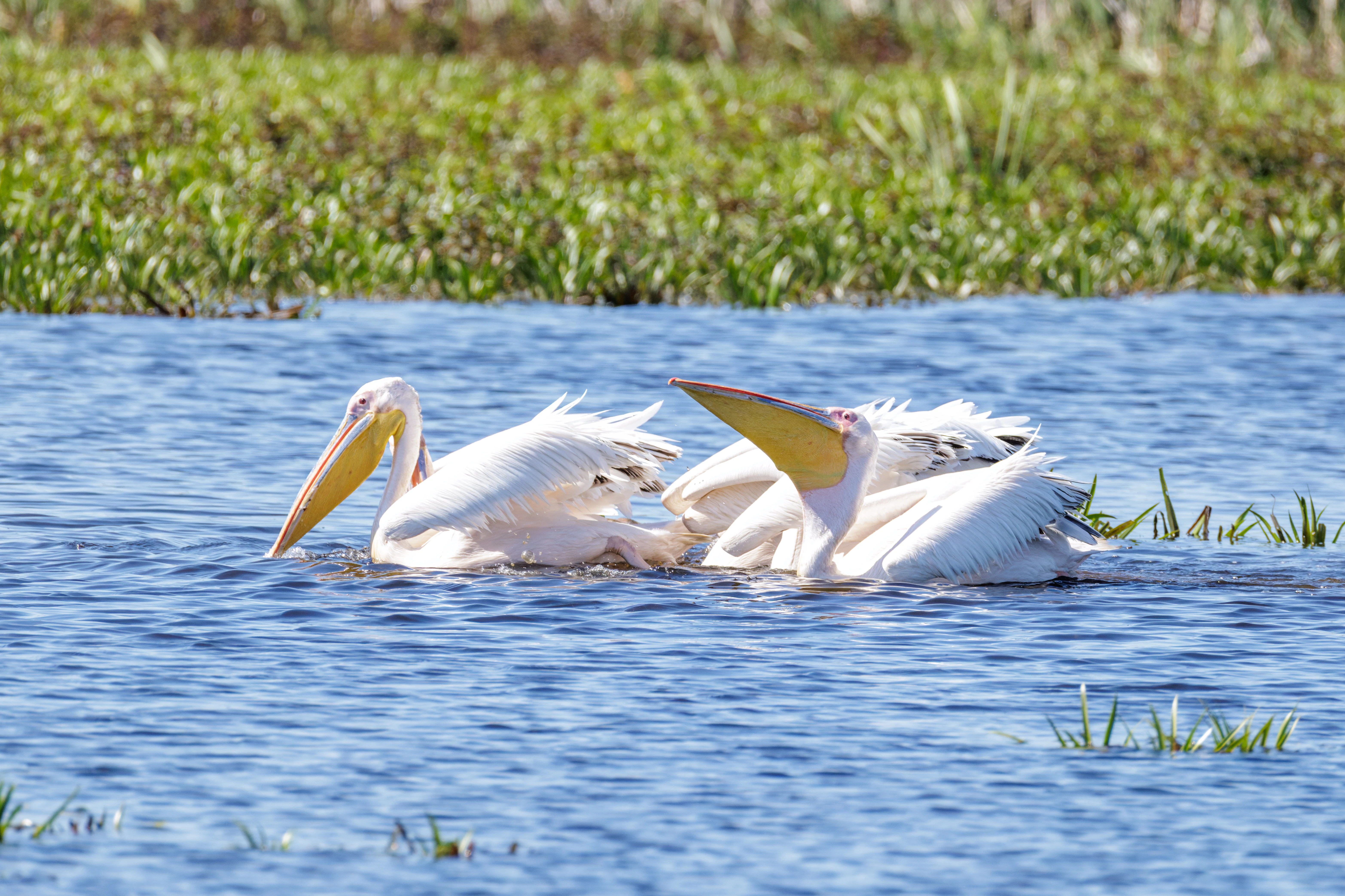 Great White Pelicans, Danube Delta, Romania — photo by Orlando Prugel-Bennett