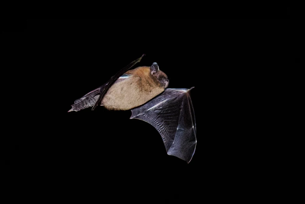 Common Pipistrelle, Eling, Hampshire, UK — photo by Orlando Prugel-Bennett