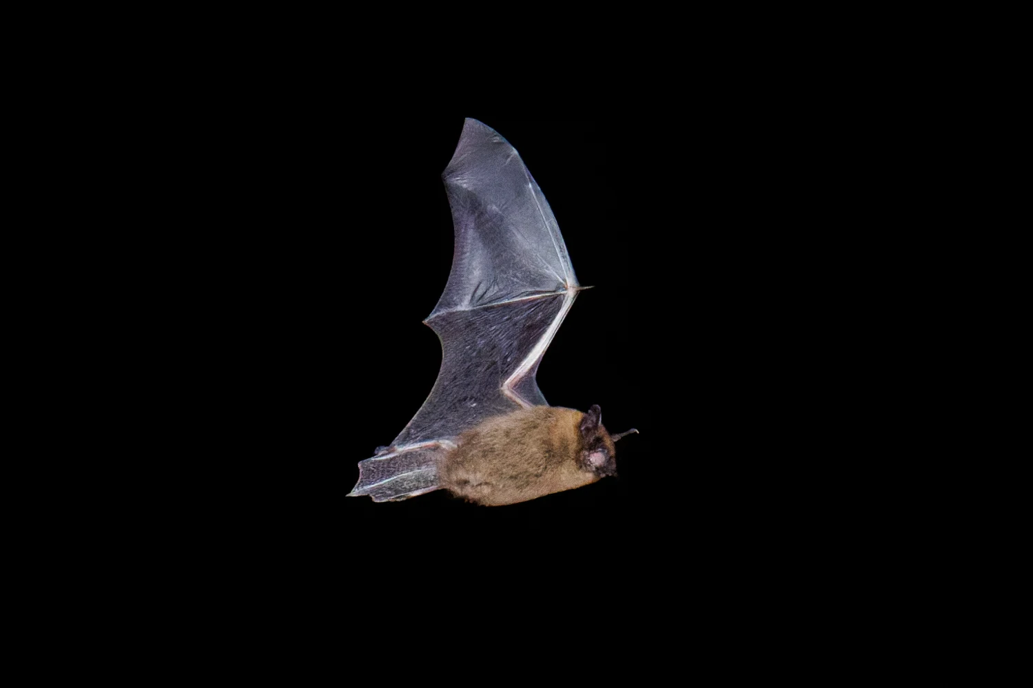 Common Pipistrelle, Eling, Hampshire, UK — photo by Orlando Prugel-Bennett