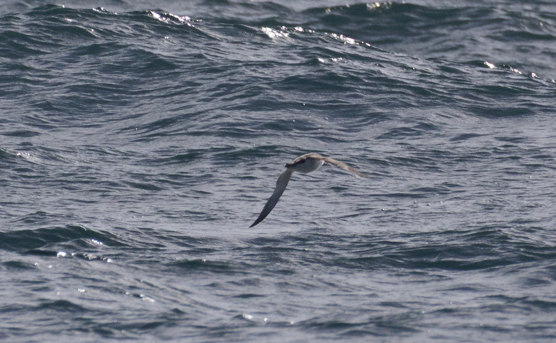 Great shearwater, Cornwall, UK — photo by Orlando Prugel-Bennett