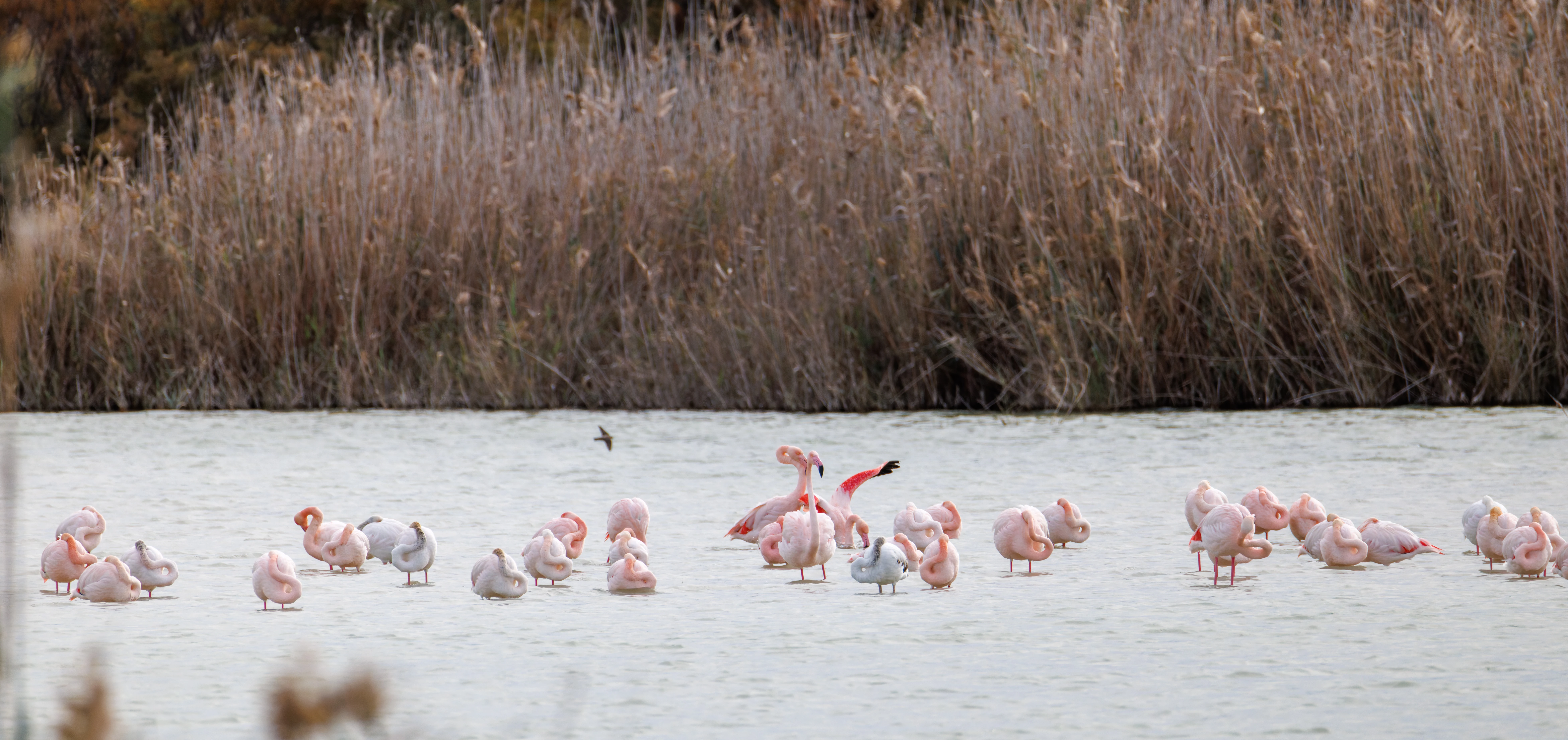 Greater Flamingo, El Hondo, Spain — photo by Orlando Prugel-Bennett