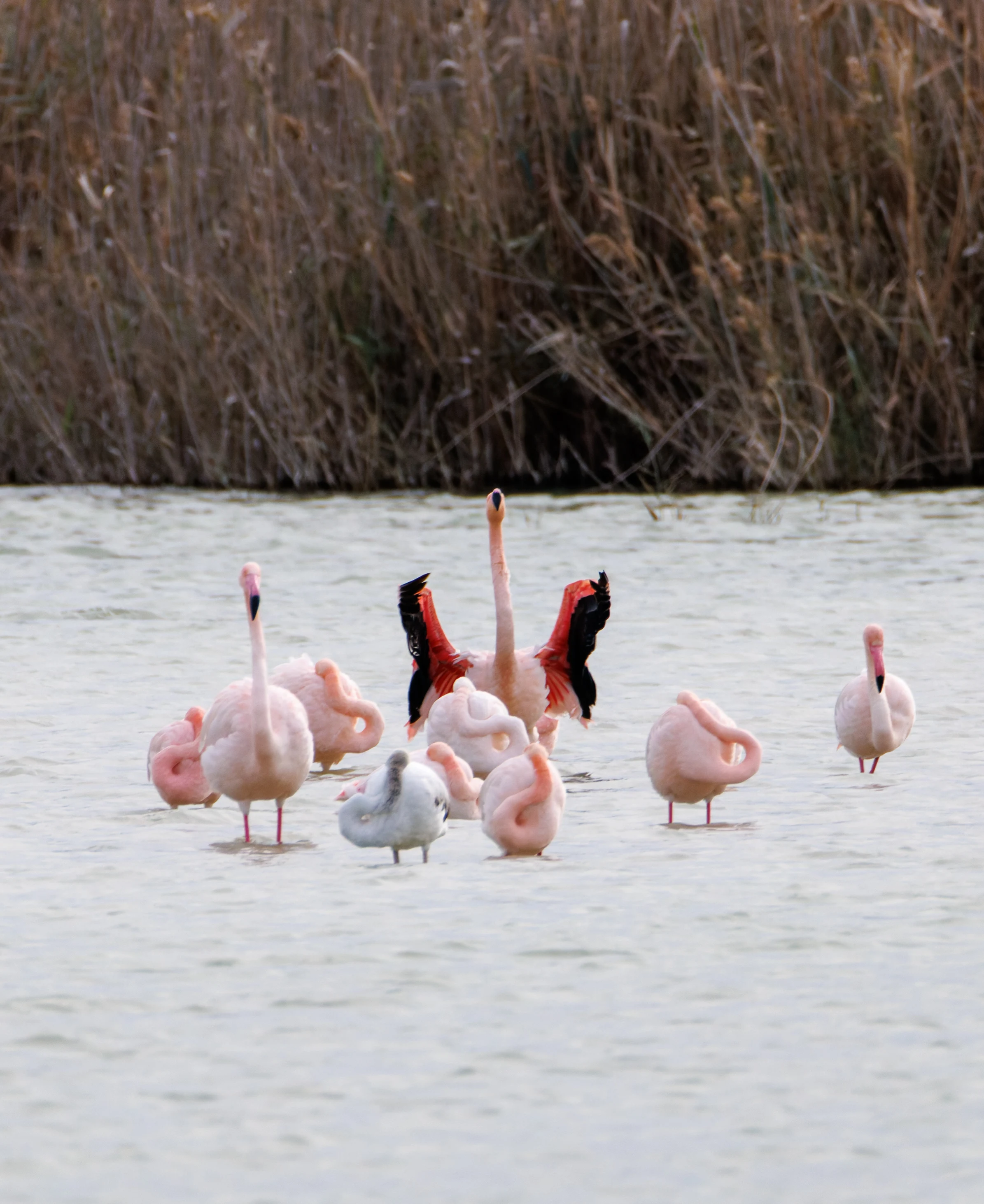 Greater Flamingos, El Hondo, Spain — photo by Orlando Prugel-Bennett