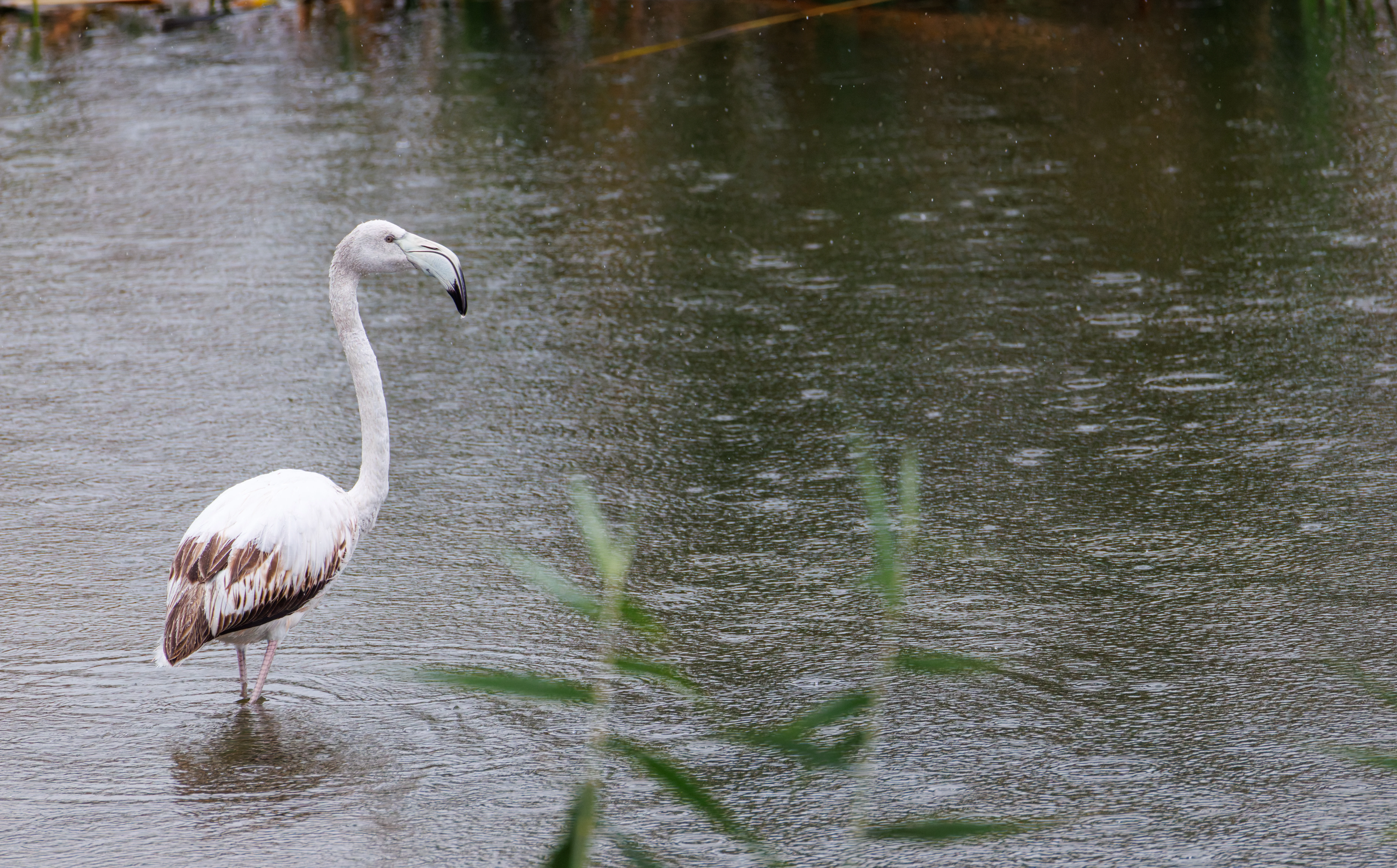 Greater Flamingo, Clot de Galvany, Alicante, Spain — photo by Orlando Prugel-Bennett