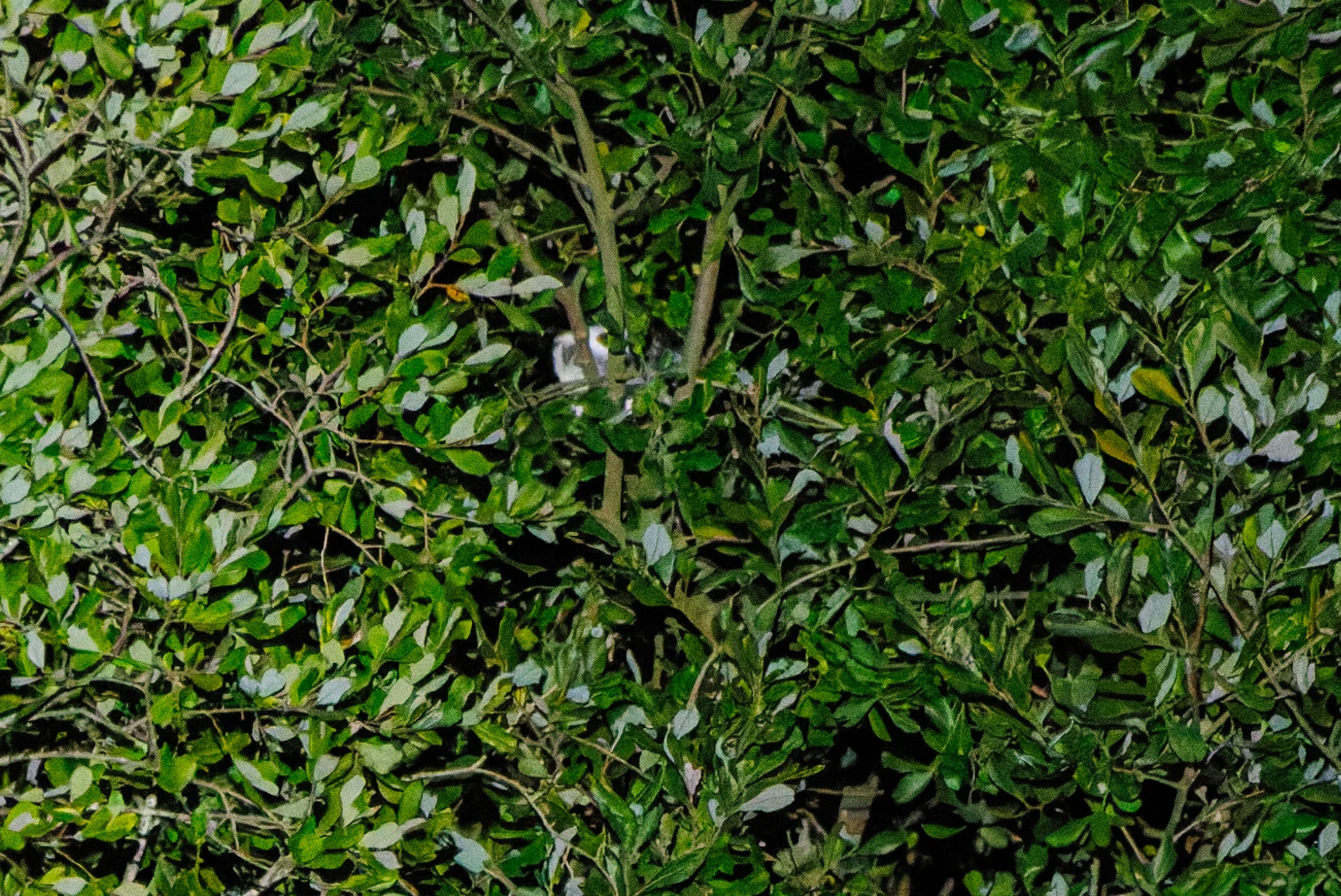 Owl, Eling, Hampshire, UK — photo by Orlando Prugel-Bennett