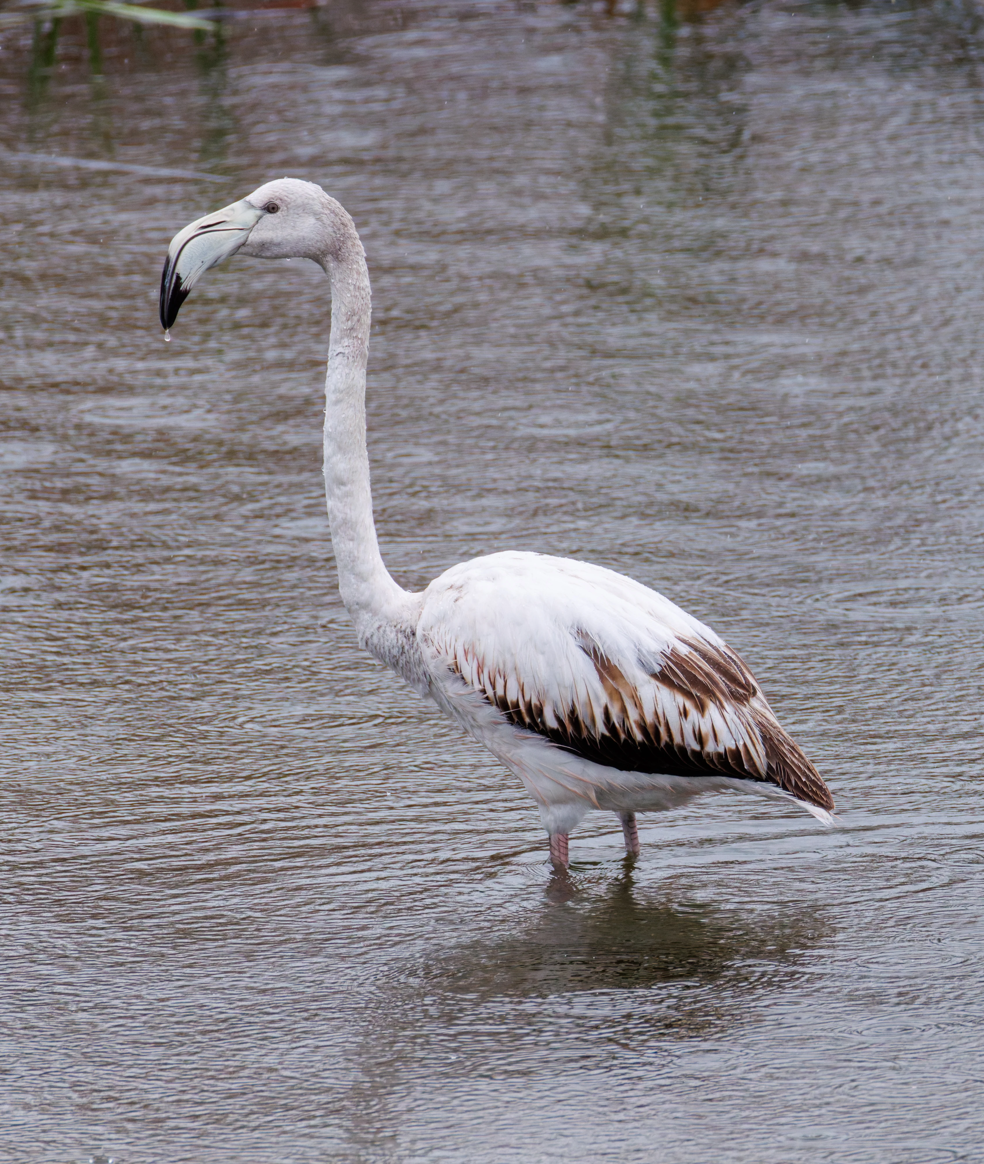Greater Flamingo, Clot de Galvany, Alicante, Spain — photo by Orlando Prugel-Bennett