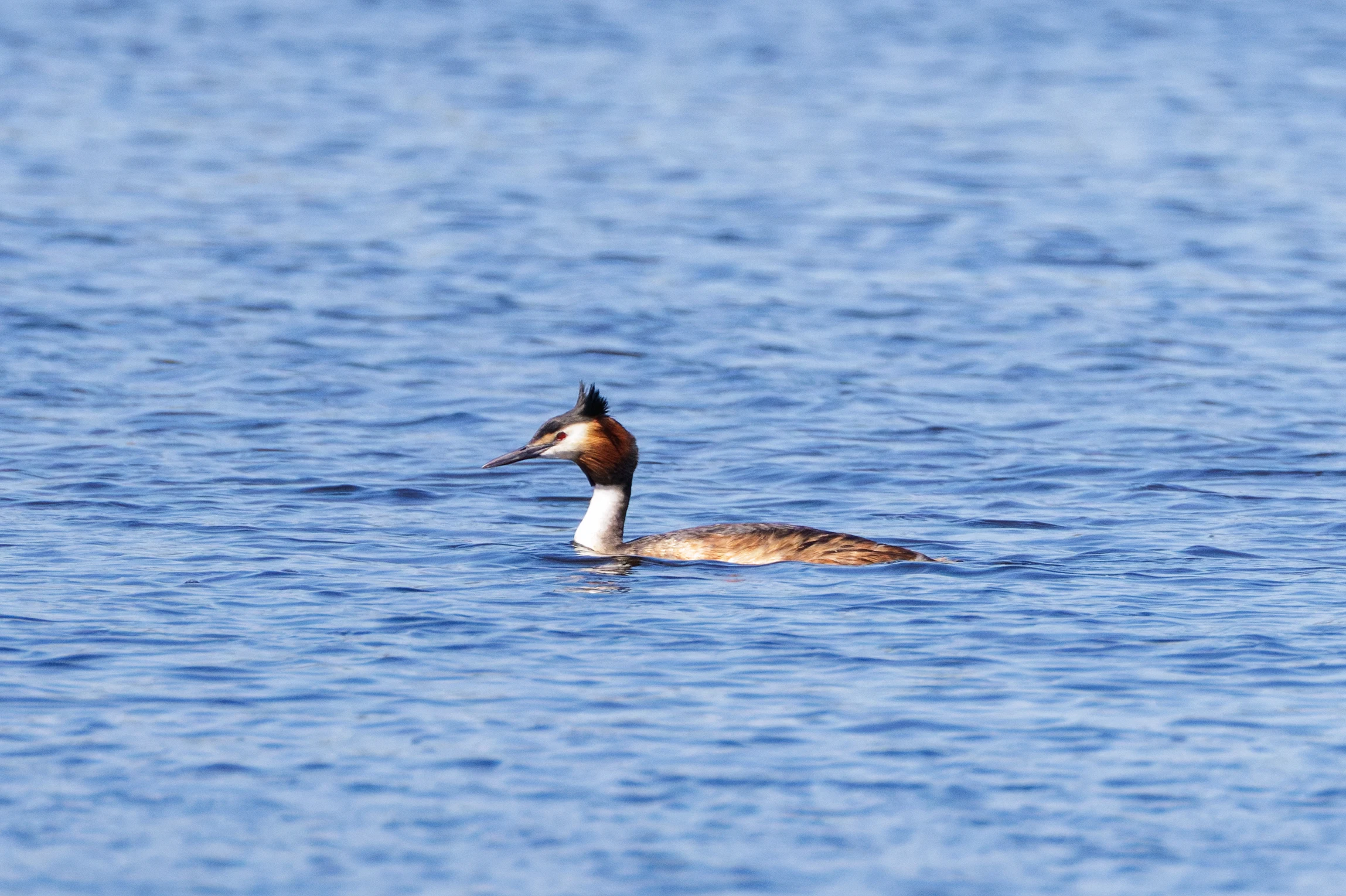 Great Crested Grebe, Danube Delta, Romania — photo by Orlando Prugel-Bennett
