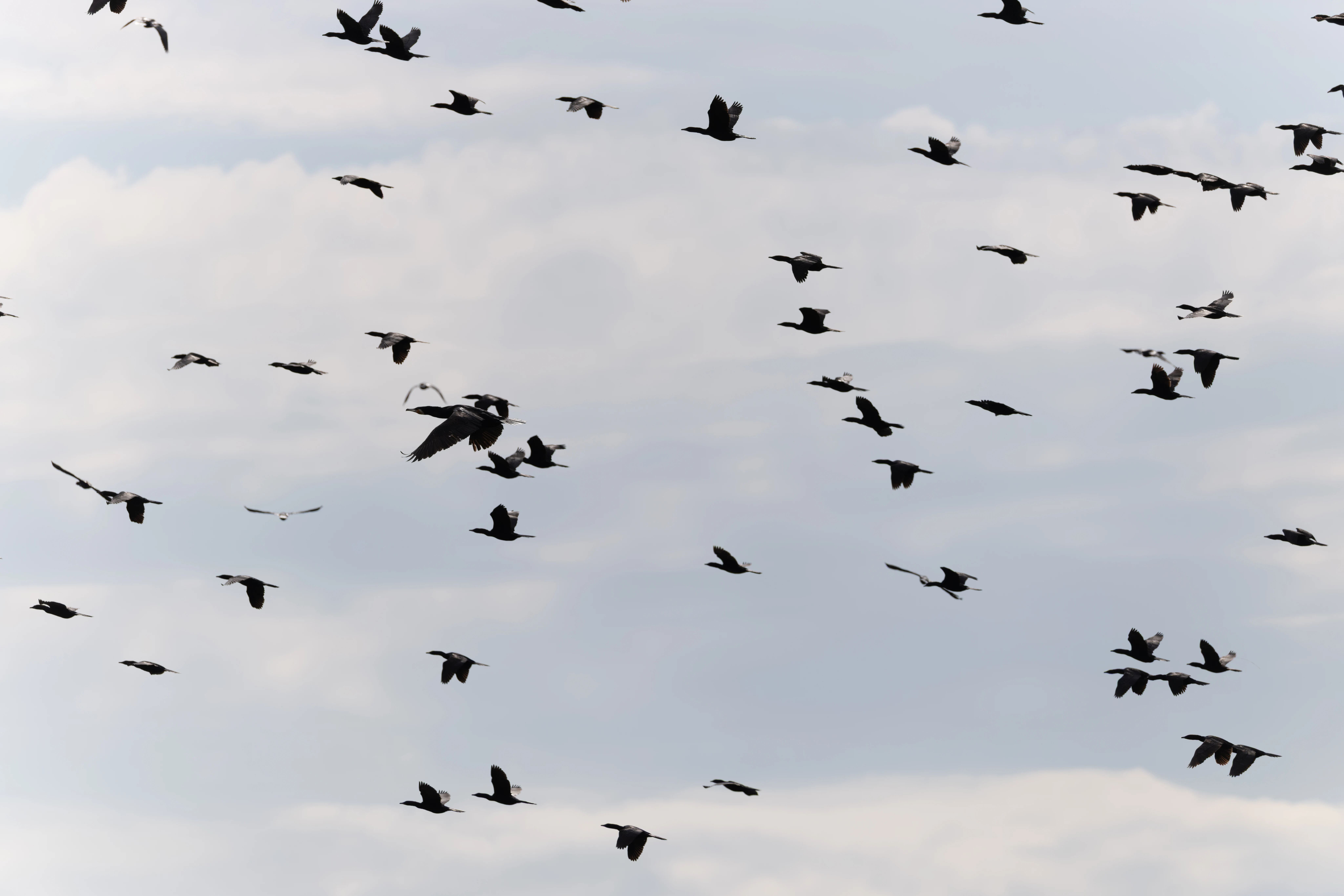 Flock of Cormorants in flight, Danube Delta, Romania — photo by Orlando Prugel-Bennett