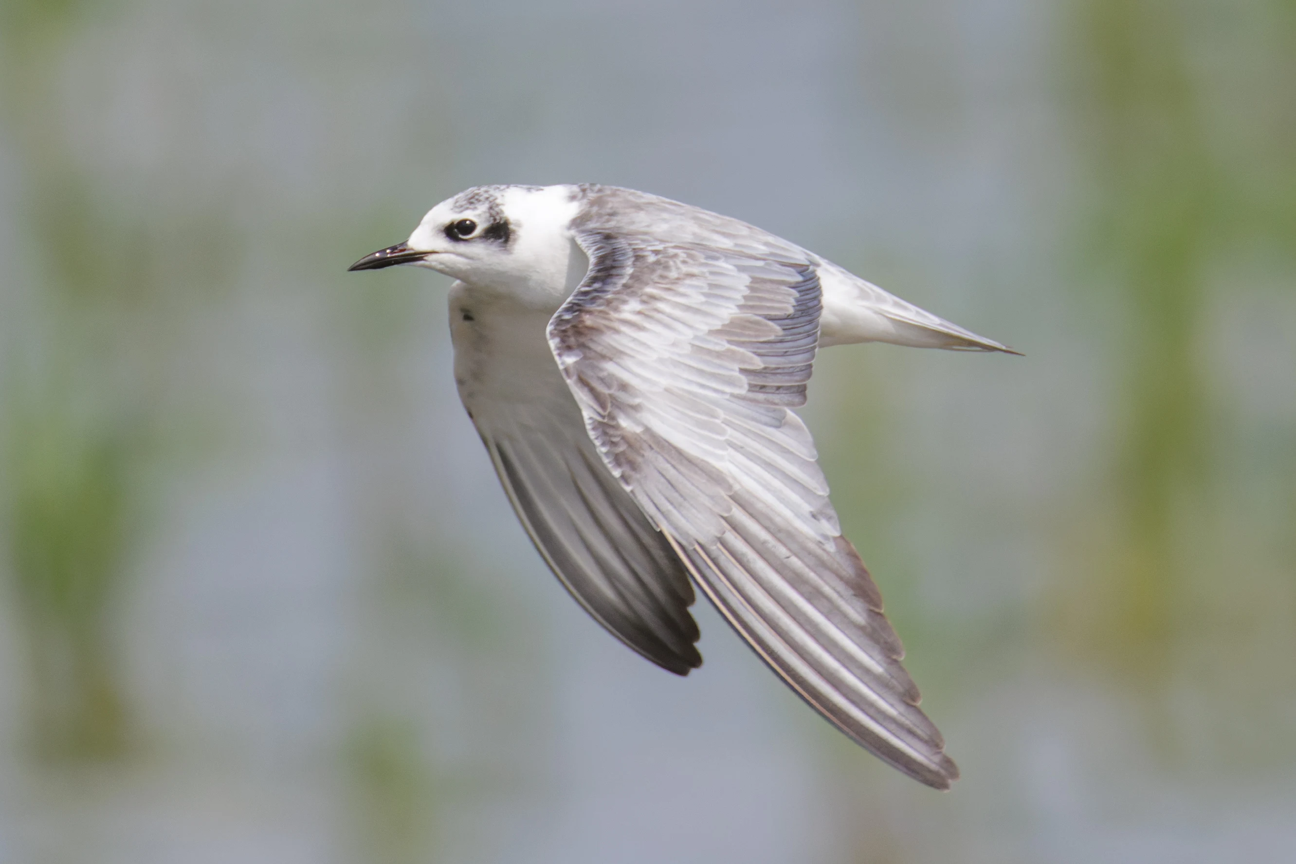 White-winged tern, Romania — photo by Orlando Prugel-Bennett