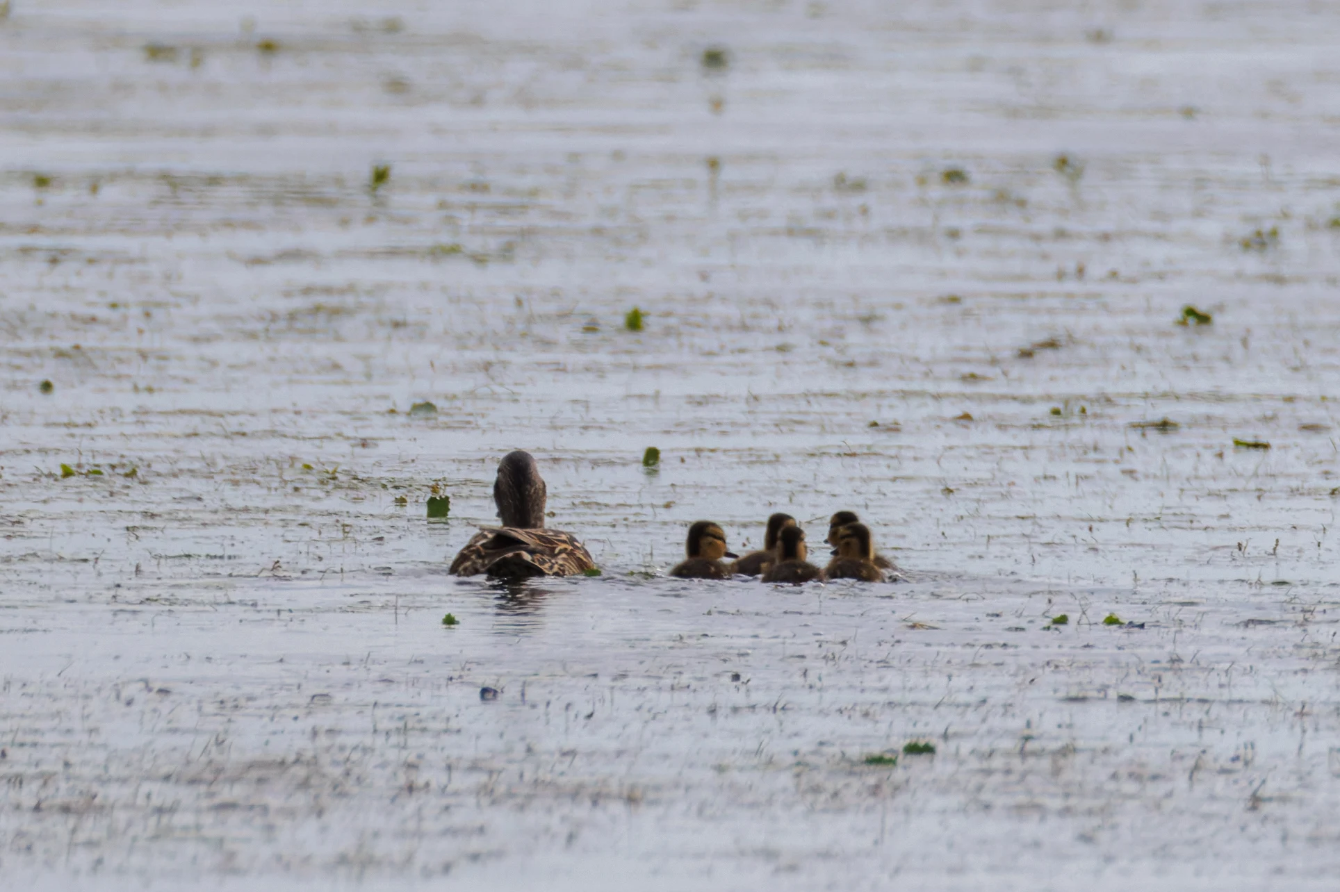 Mallard with ducklings, Danube Delta, Romania — photo by Orlando Prugel-Bennett