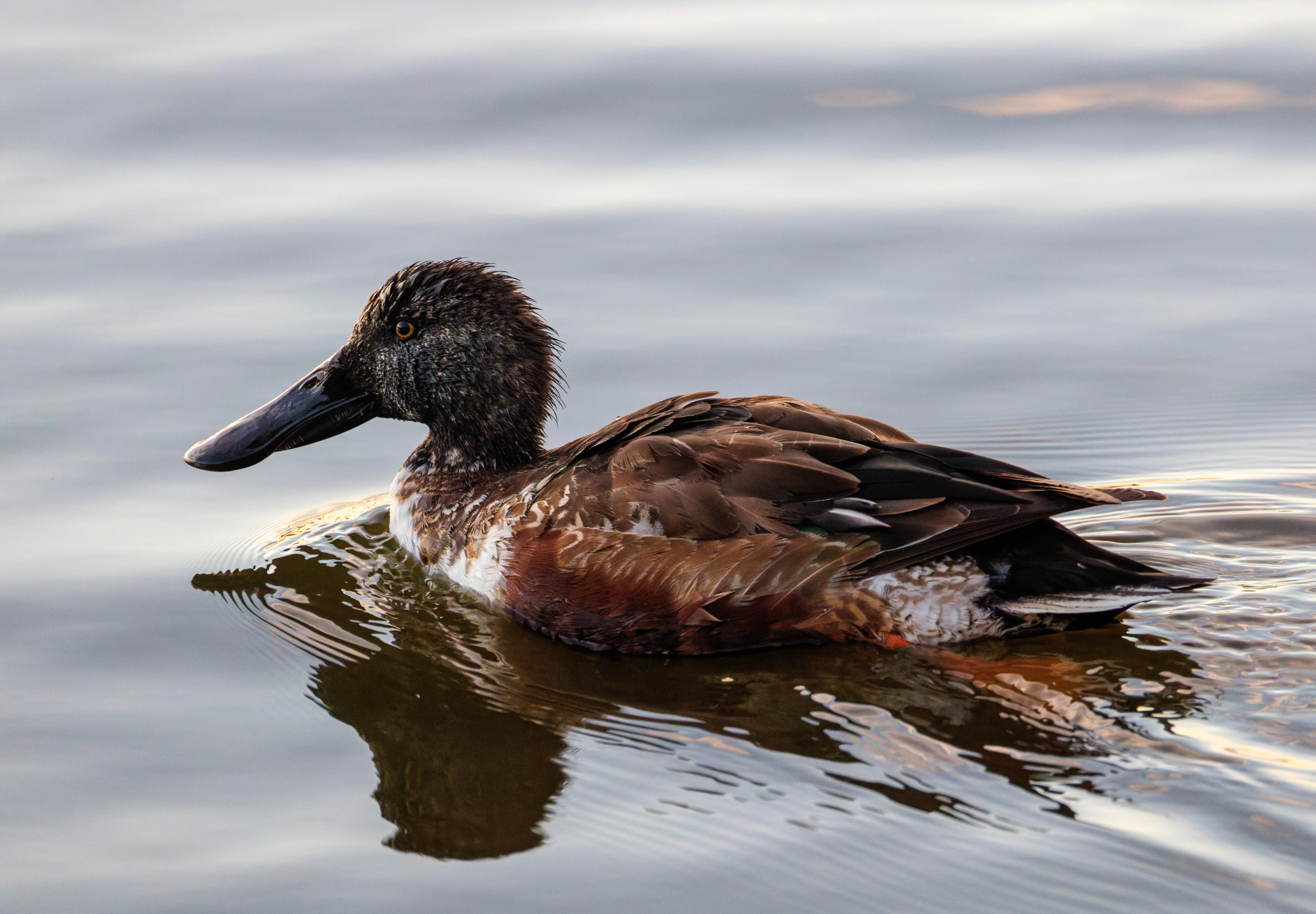Northern Shoveler, Clot De Galvany, Alicante, Spain — photo by Orlando Prugel-Bennett