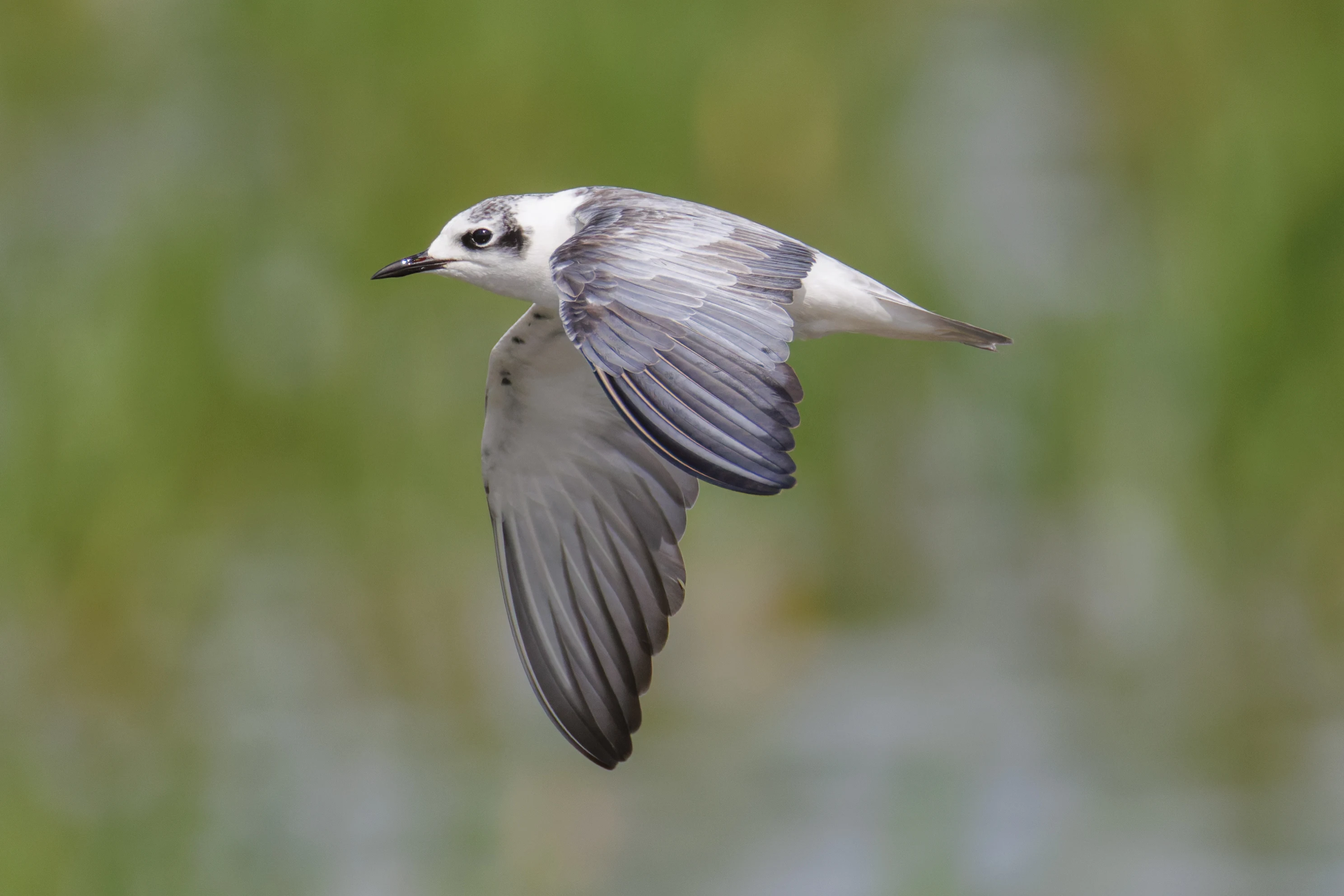 White-winged tern, Romania — photo by Orlando Prugel-Bennett