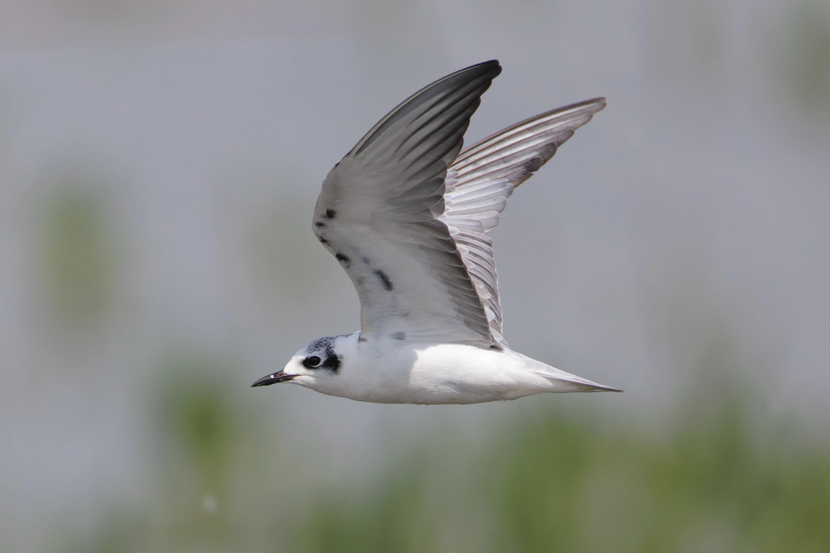 White-winged tern, Romania — photo by Orlando Prugel-Bennett