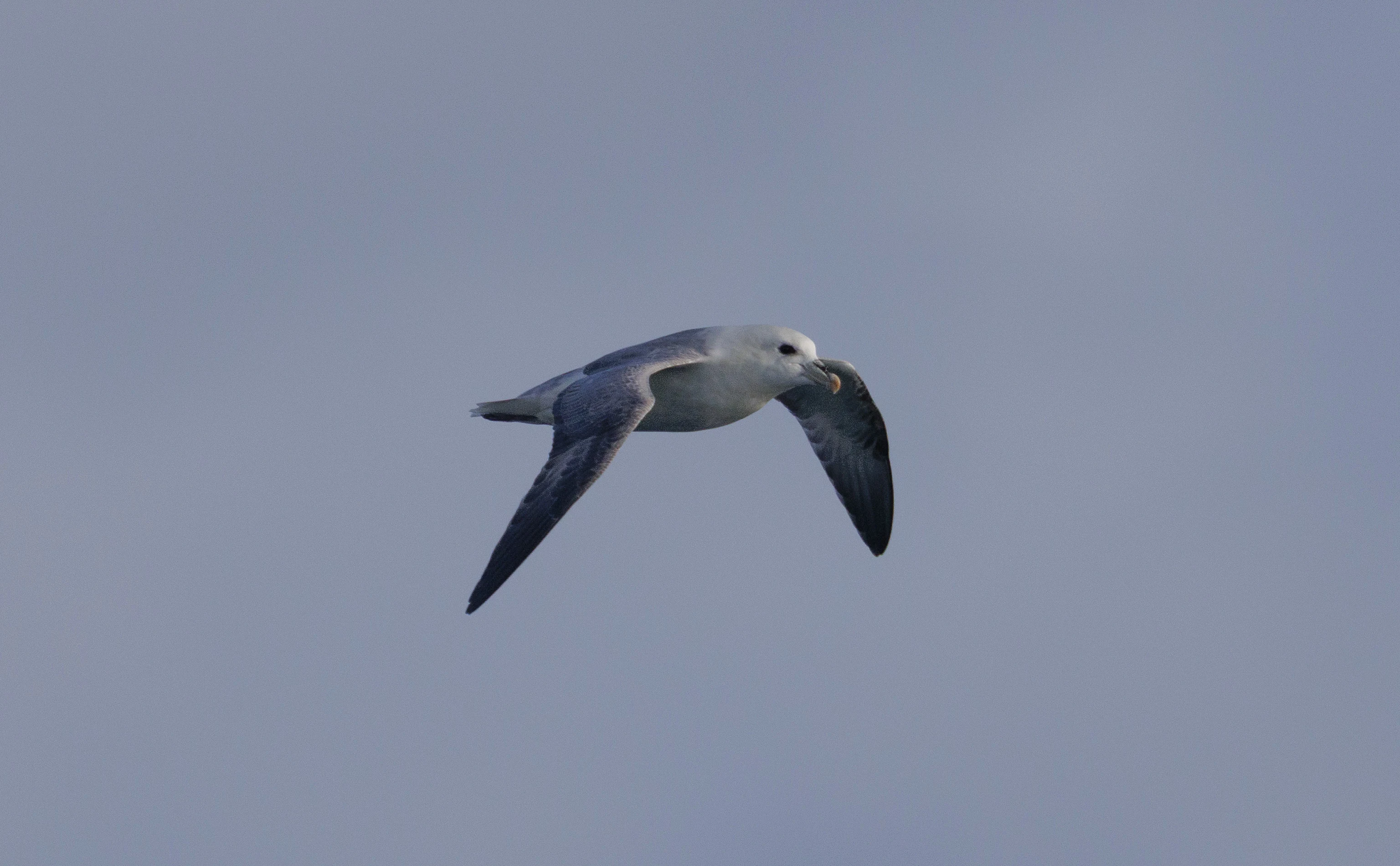 Northern Fulmar, Cornwall, UK — photo by Orlando Prugel-Bennett